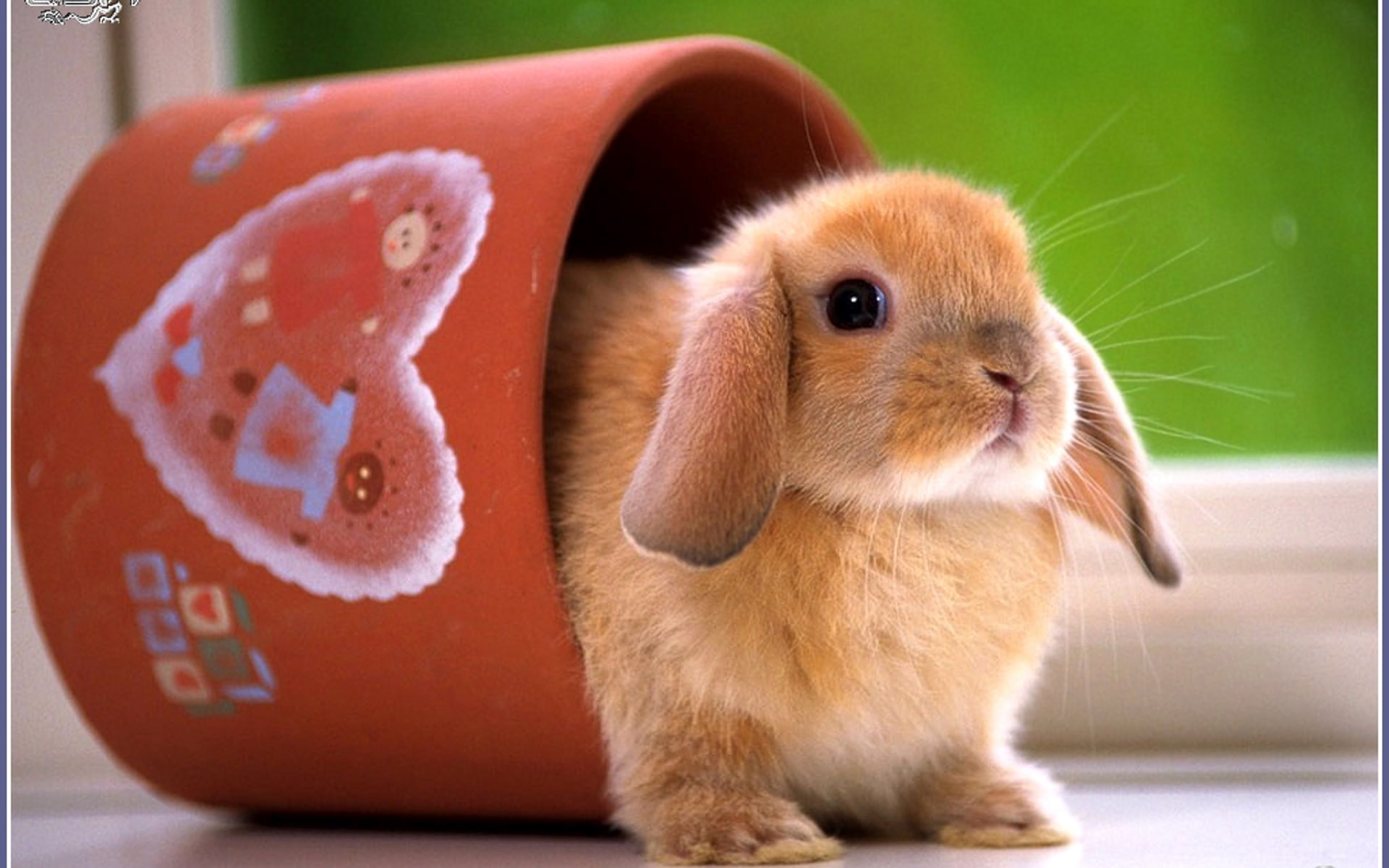 iepuras, un, cana, intr, bugs, hd, 1080P, bunny, o, animals, brown, rabbit, HD Wallpaper