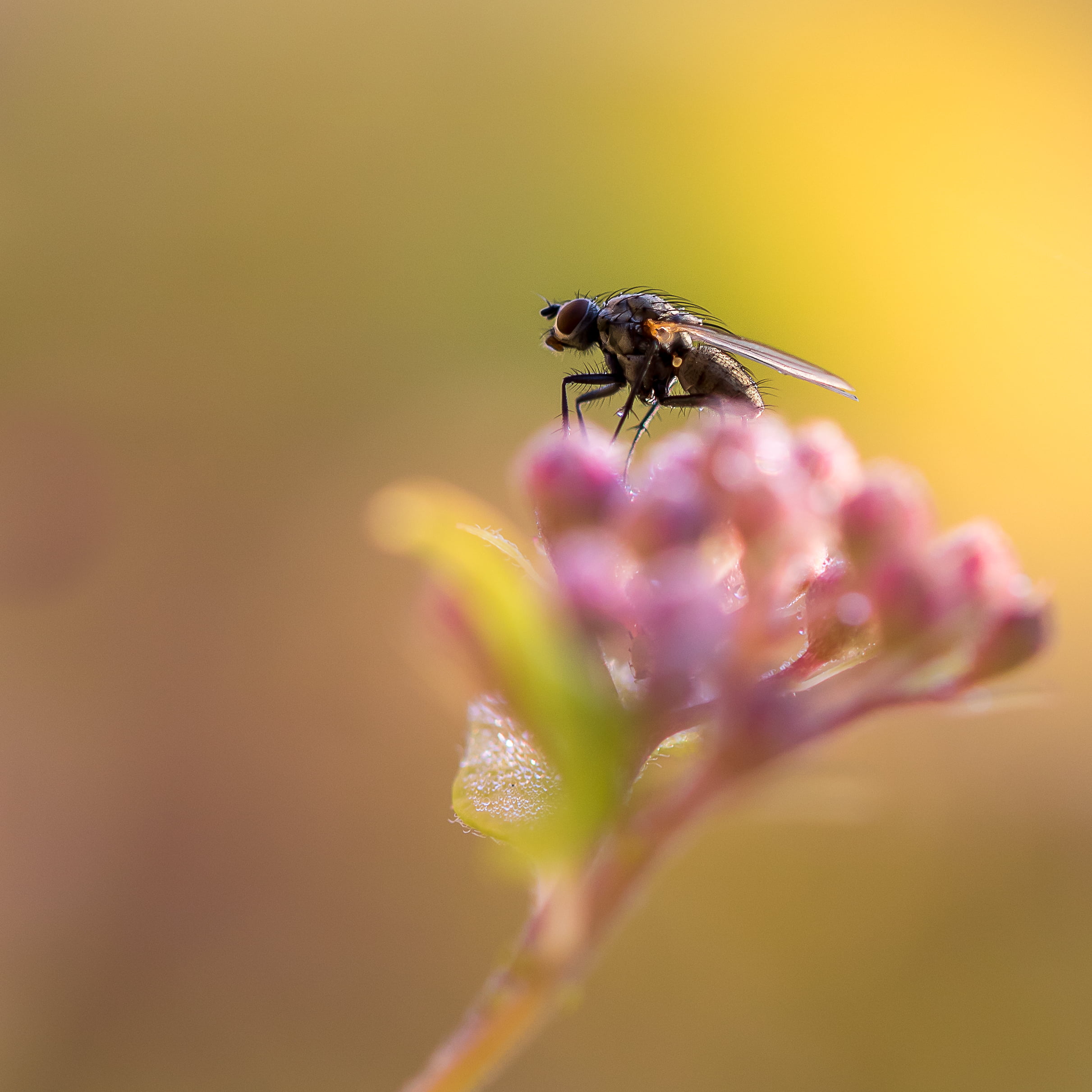animal, selective focus, bee, close up, insect, petaled, Star d, wildlife, close-up, photography, light, plant, hoverfly, macro, flower, 1080P, fly, selective, Phone HD Wallpaper