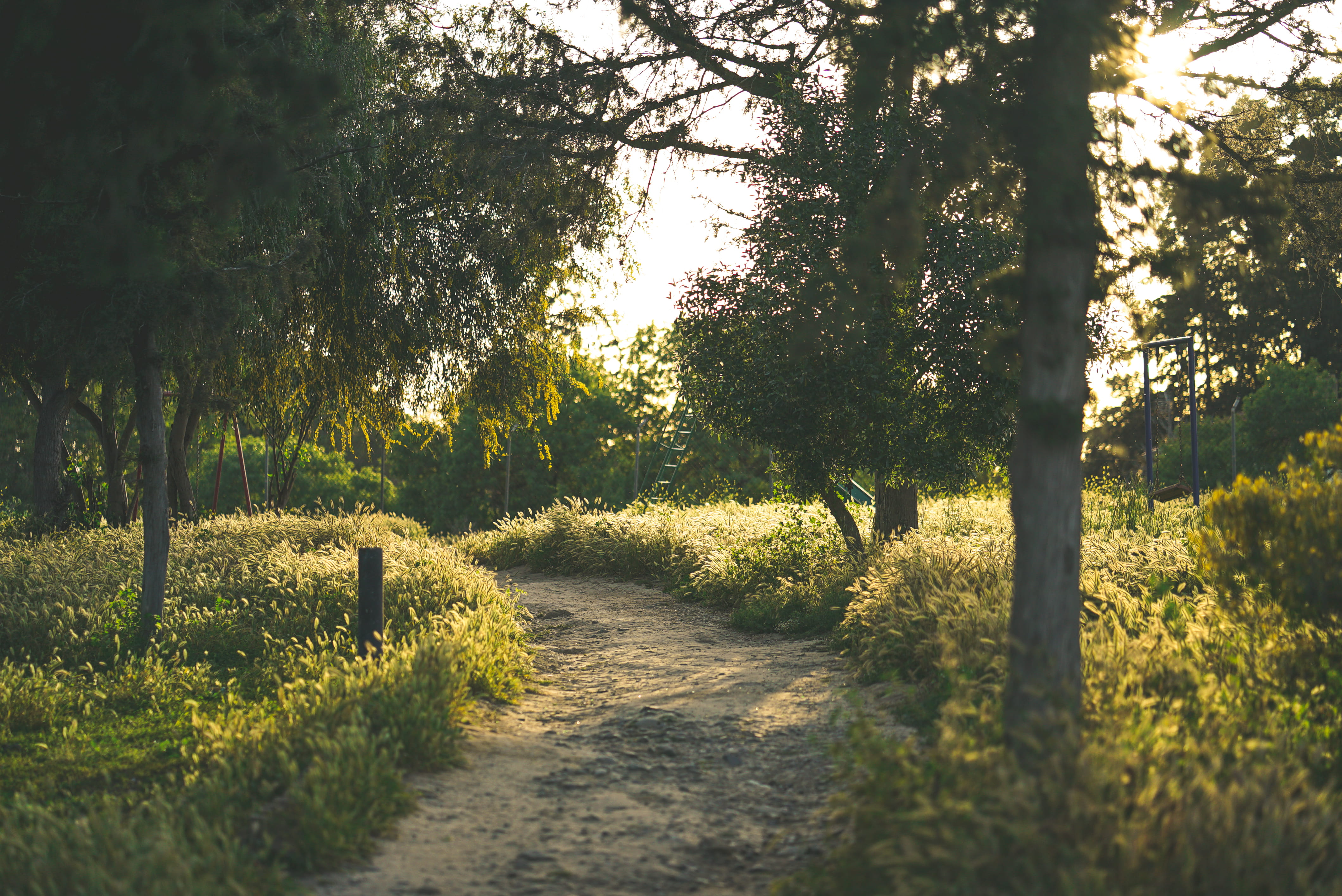 lefkosi, direction, plant, the way forward, gravel, field, nature, day, outdoors, sunlight, land, trunk, grass, dirt road, tree trunk, tranquility, 4K, HD Wallpaper