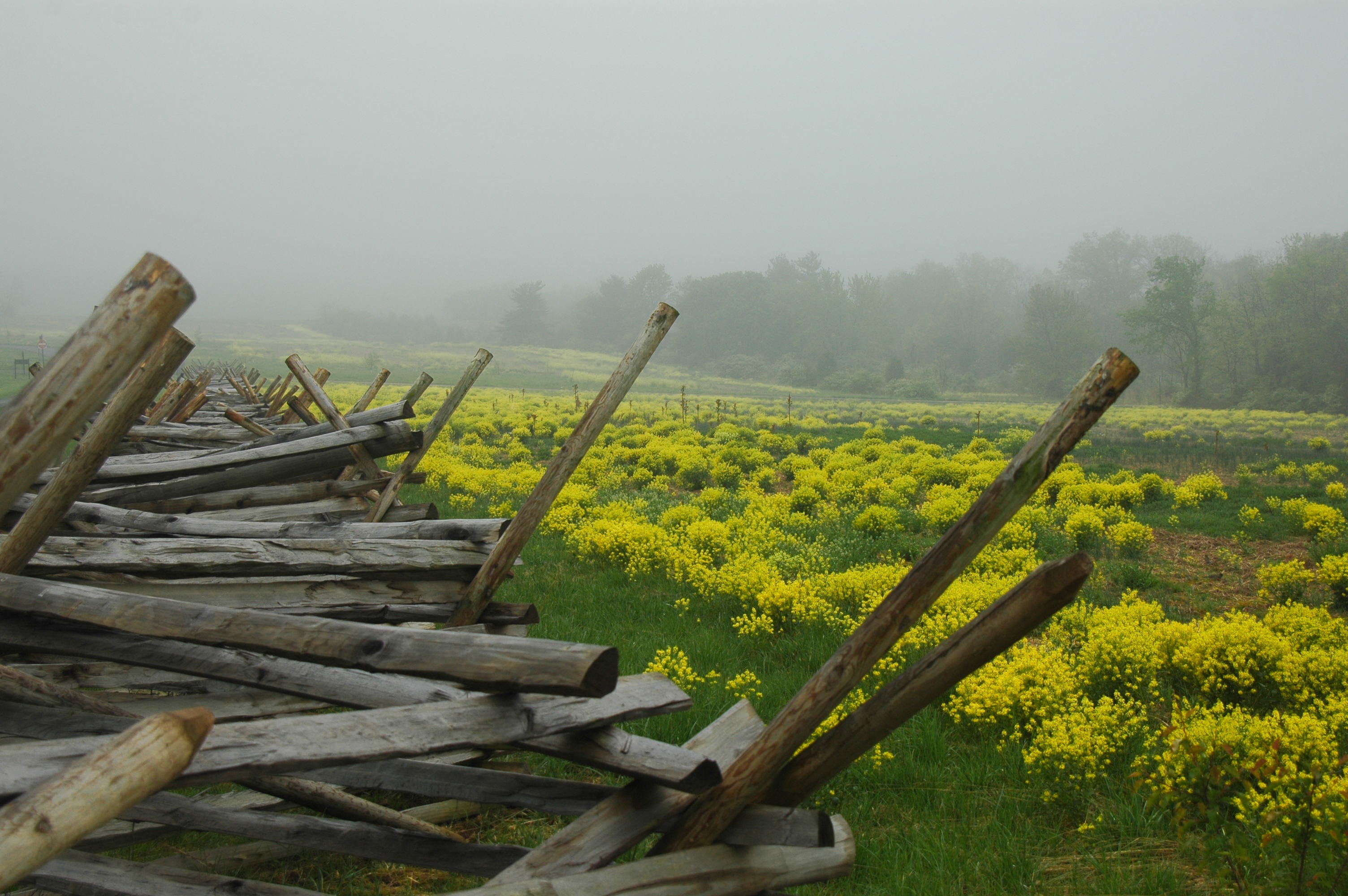 plant, nature, environment, log, battle, wood - material, fog, wood, no people, tranquility, land, u s civil war, 2K, historic, morning, beauty in nature, HD Wallpaper