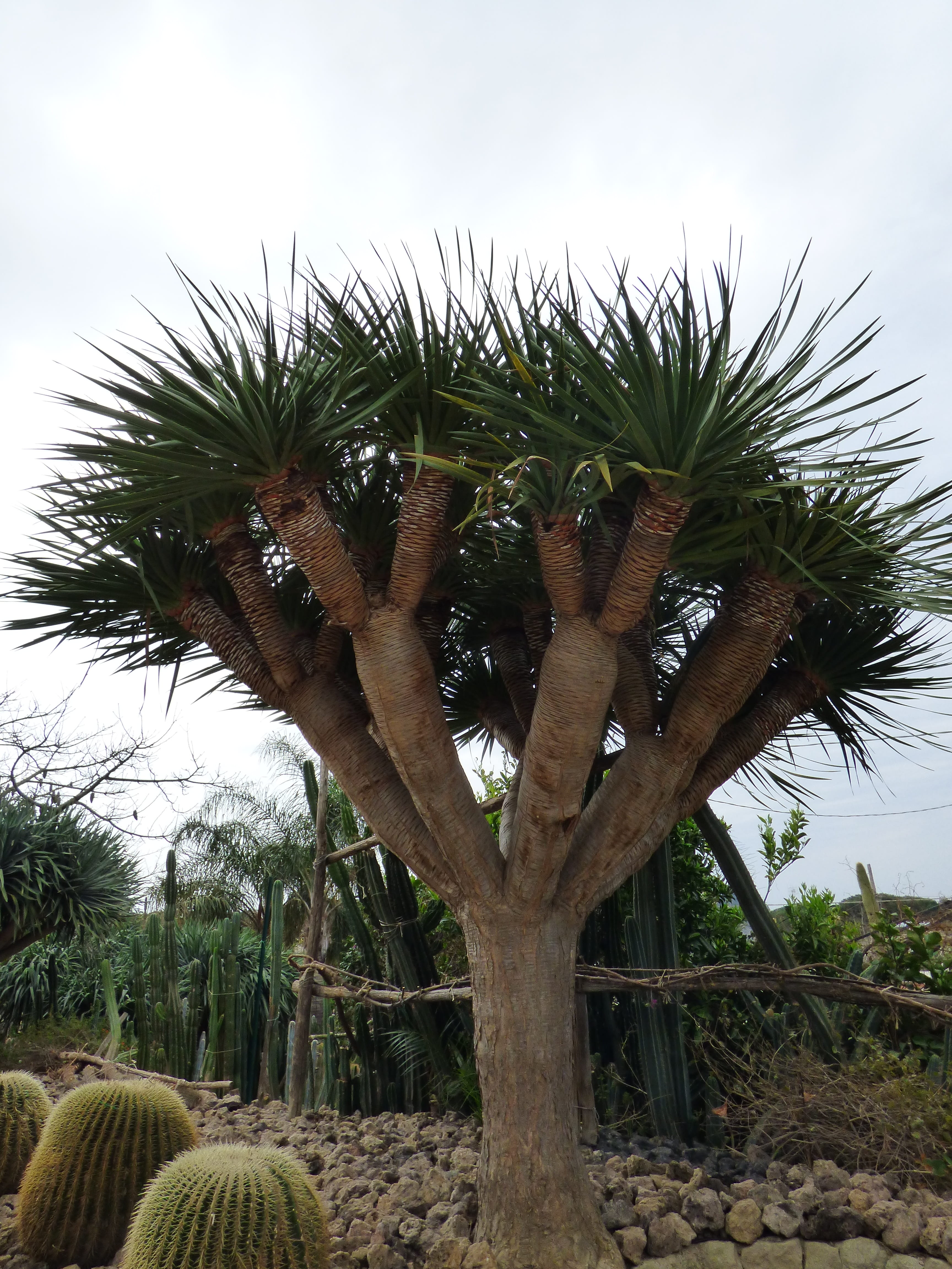 land, sky, palm tree, cloud - sky, succulent plant, low angle view, Dragon Tree, tree, Forio, growth, tropical climate, plant, green color, outdoors, cactus, Phone HD Wallpaper