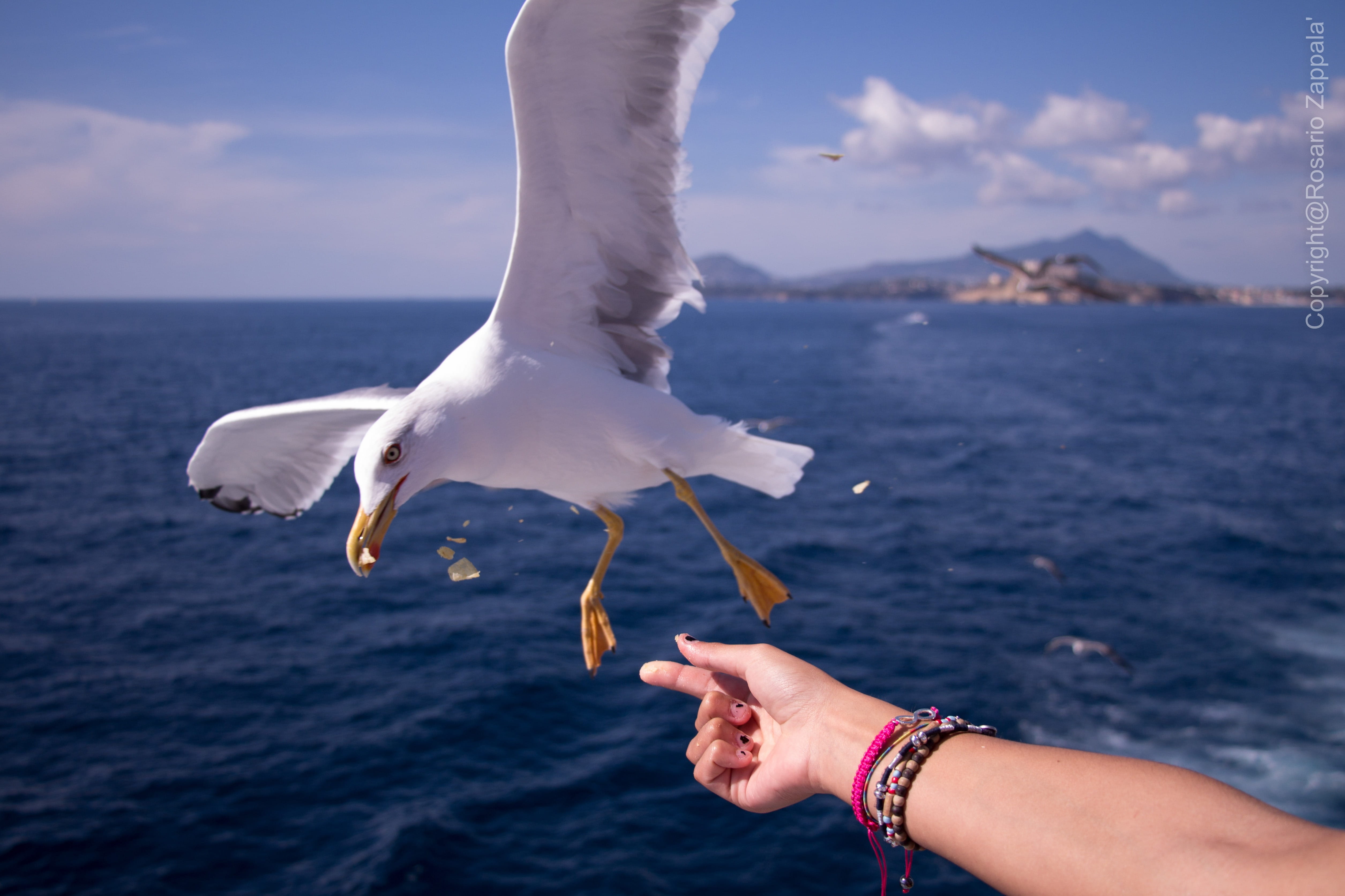 hand, finger, animal wildlife, outdoors, real people, one animal, sky, animals in the wild, horizon over water, eating, fish, Sea, feeding, Ischia, vertebrate, HD Wallpaper