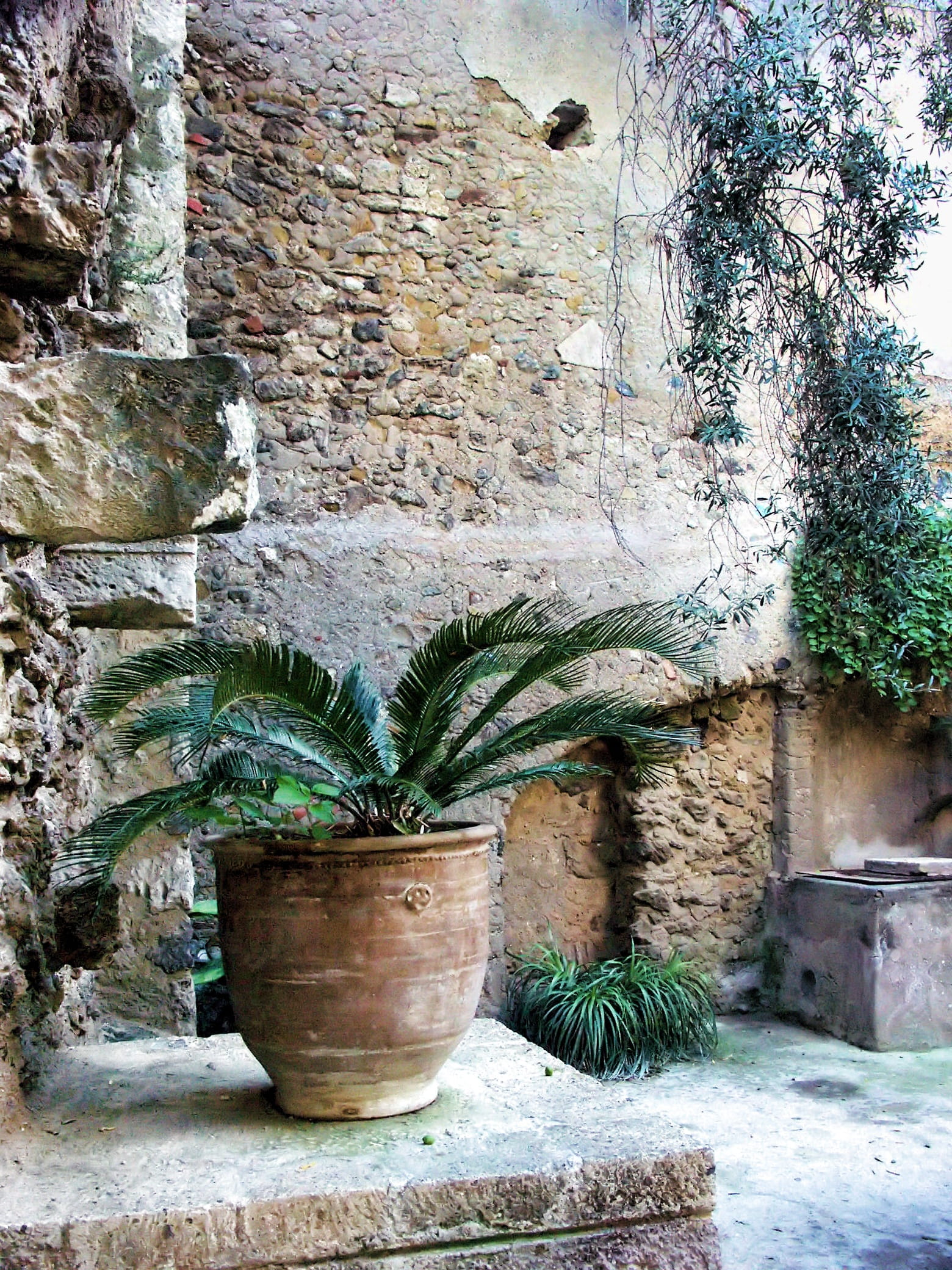 wall, beauty in nature, day, passage, growth, wall - building feature, ischia, italy, built structure, green color, potted plant, well, tree, architecture, Phone HD Wallpaper
