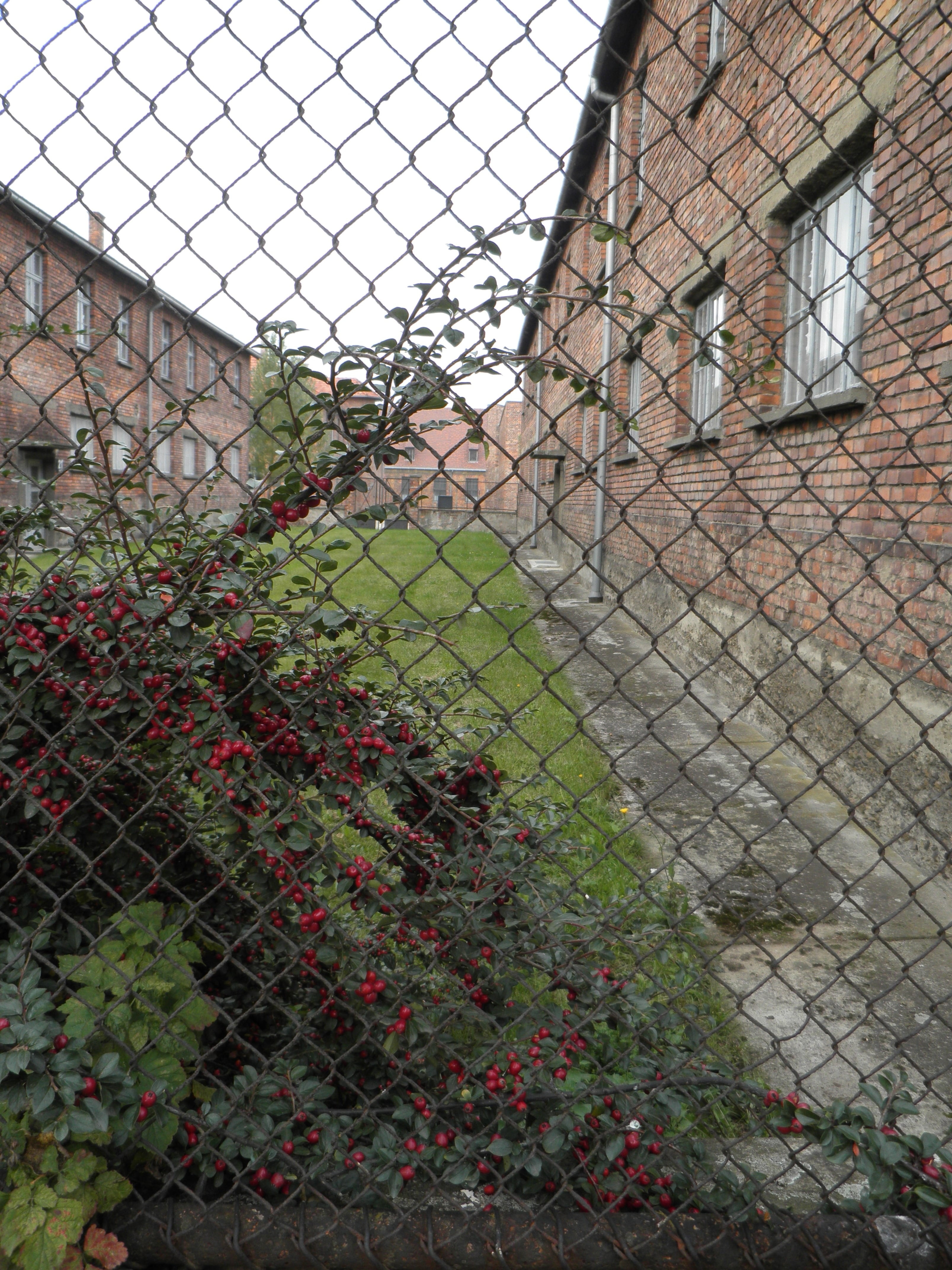 building exterior, fence, plant, no people, 4K, boundary, architecture, barak, barrier, safety, poland, growth, auschwitz, metal, built structure, day, Phone HD Wallpaper