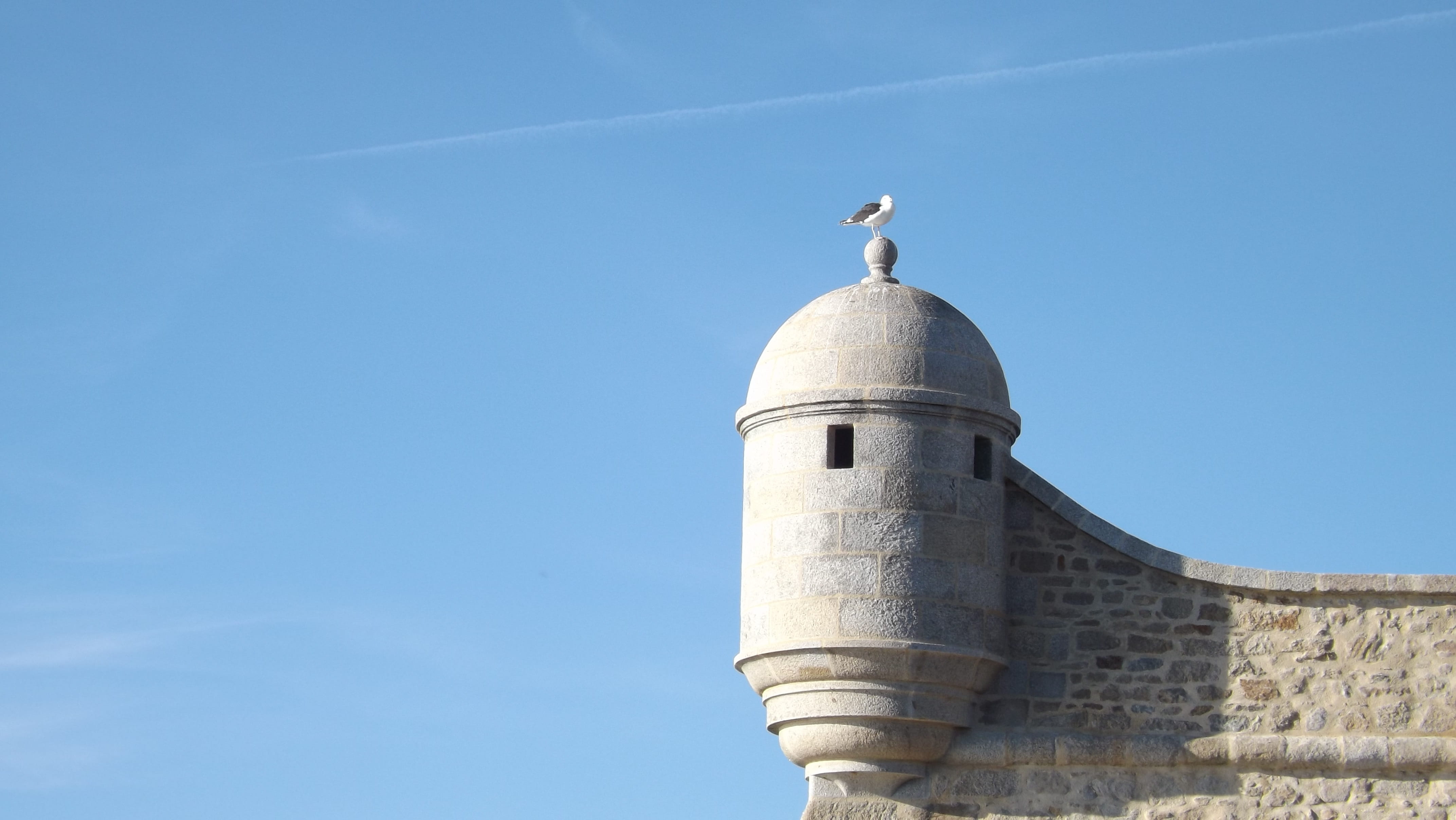architecture, seagull, clear sky, outdoors, dome, Port-Louis, one animal, sky, brittany, rampart, animal, animal themes, building, architectural column, HD Wallpaper