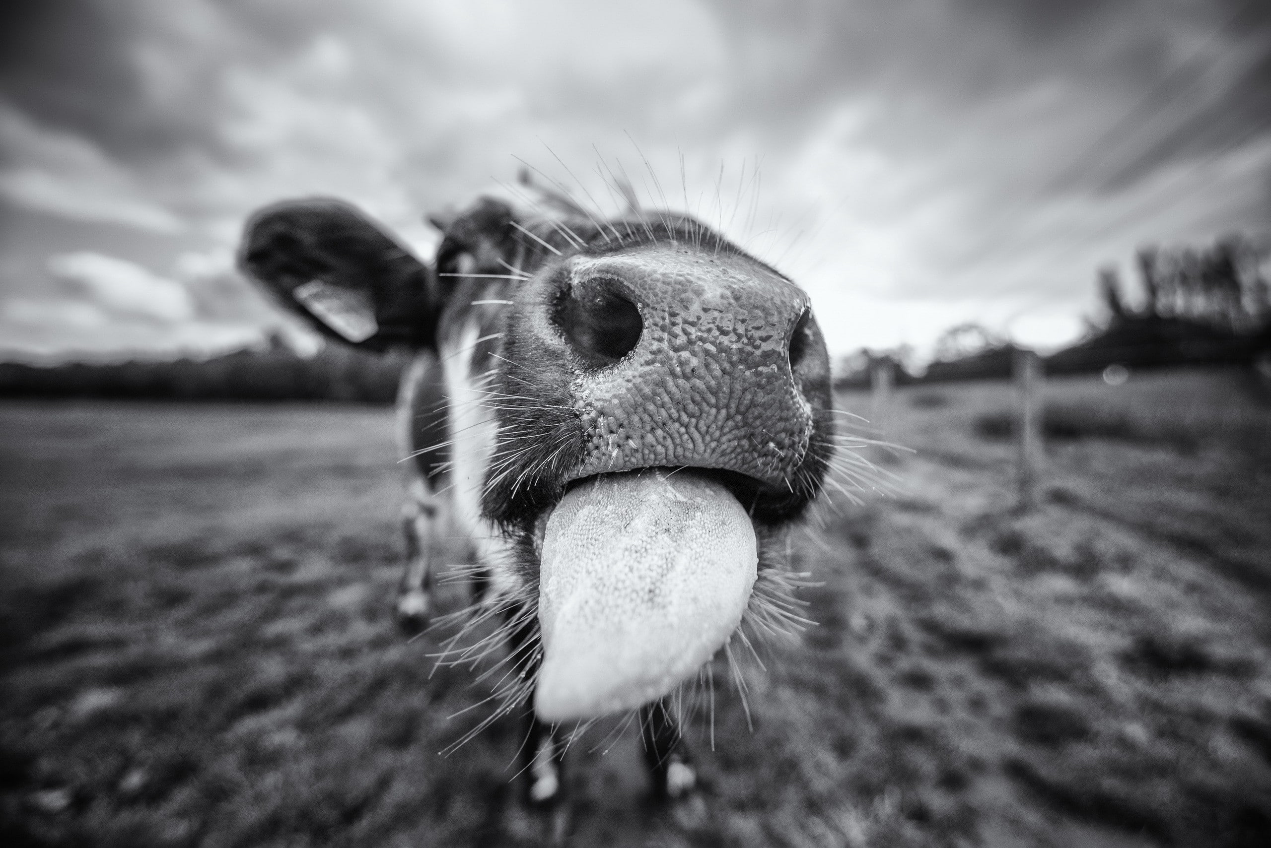 macro, animal nose, animal head, herbivorous, animal mouth, livestock, 2K, domestic animals, day, focus on foreground, no people, mammals, pets, cloud - sky, HD Wallpaper