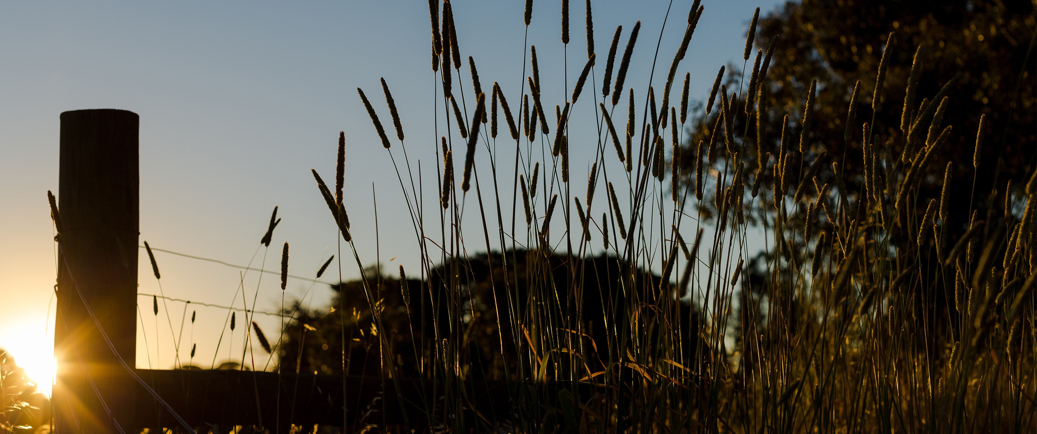 nature, sunset, silhouette, summer, sky, tranquility, 2K, scenics - nature, field, farm, tranquil scene, land, sunlight, clear sky, growth, blade of grass, HD Wallpaper