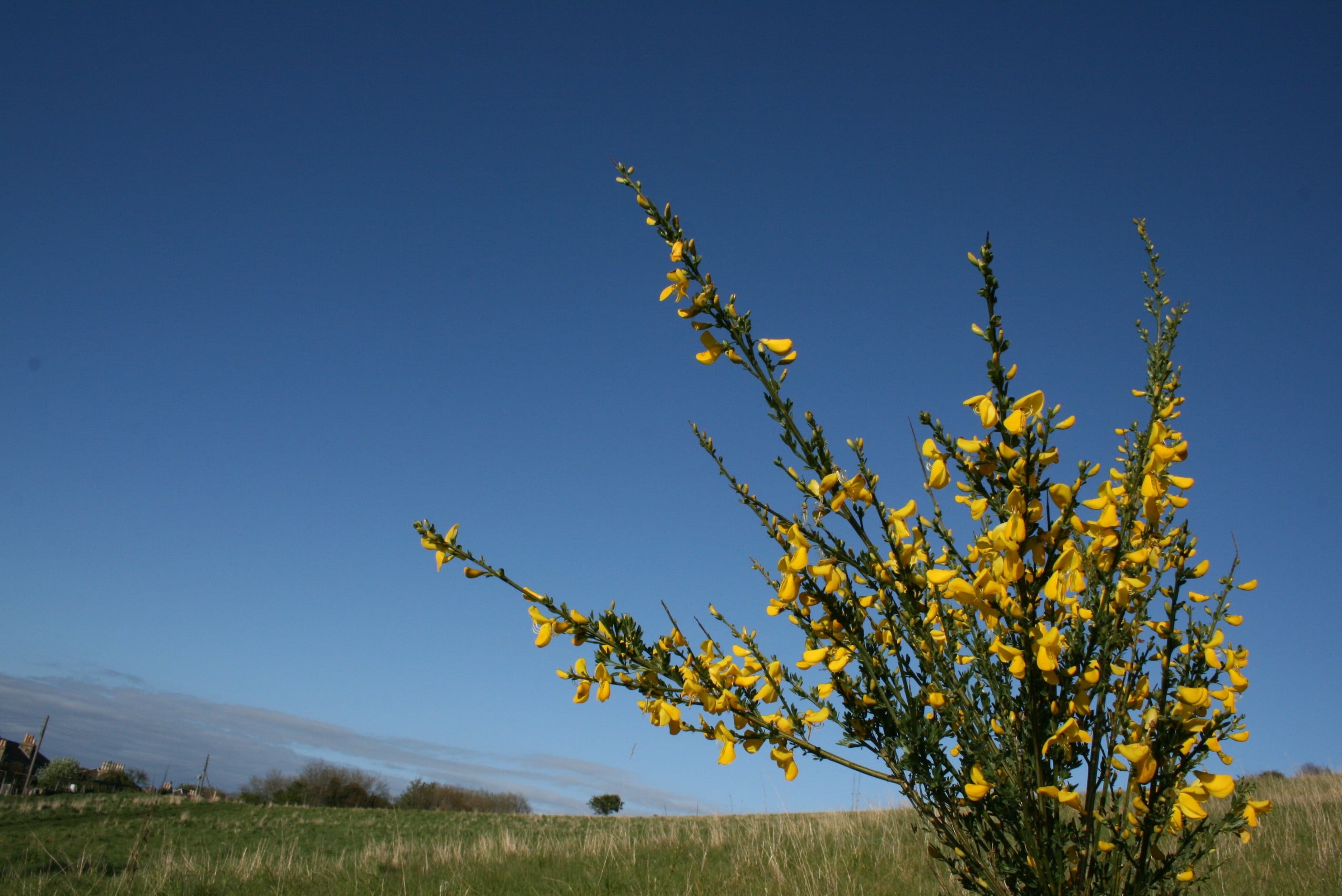 flowering plant, nature, tree, blue, sky, growth, no people, tranquility, yellow, day, Scotland, land, beauty in nature, environment, black, plant, clear sky, HD Wallpaper