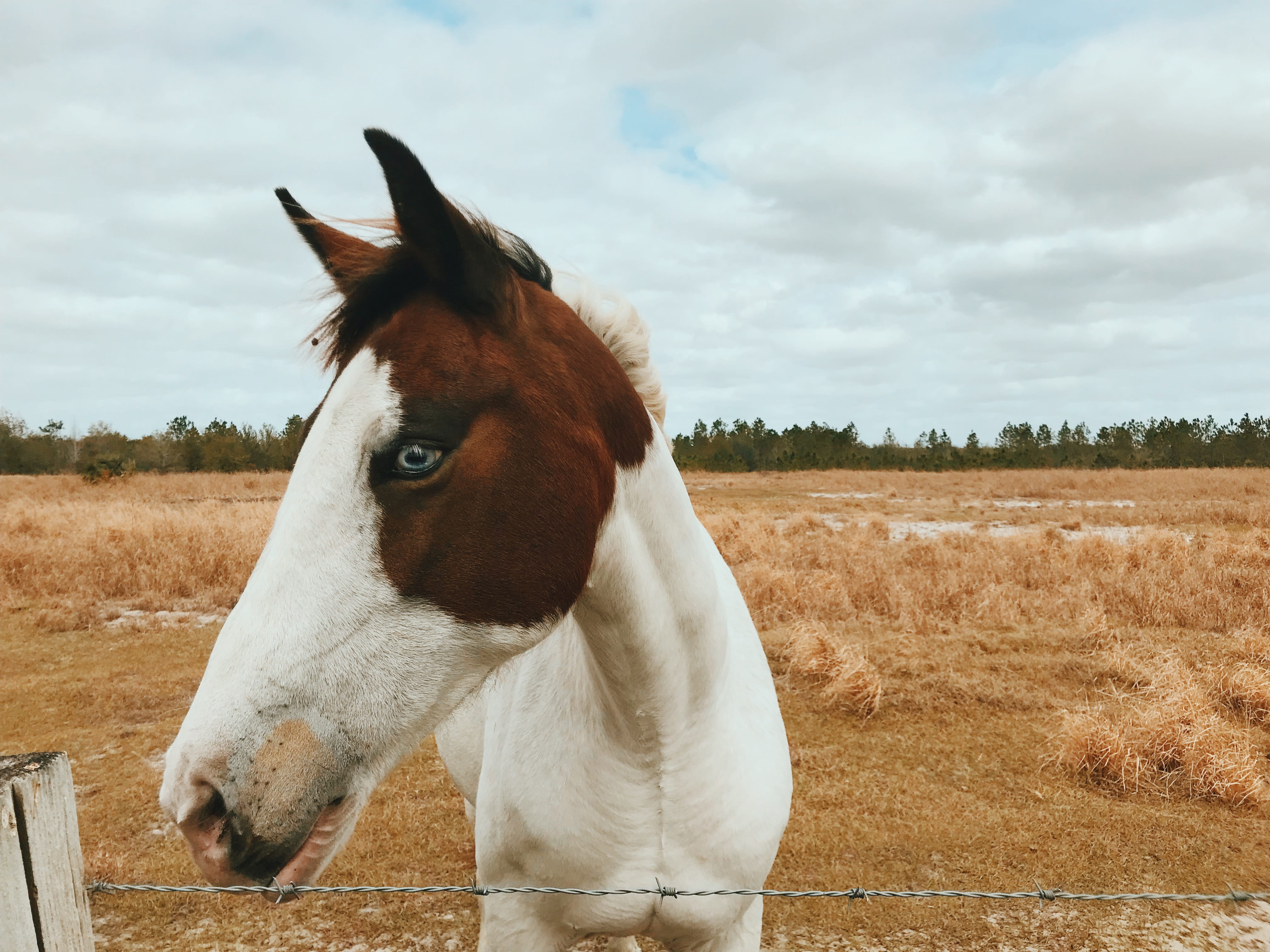 white, dirt road, cloud - sky, land, countryside, field, strap, 4K, andalusian horse, ground, pets, one animal, fort meade, sky, stallion, ranch, animal head, HD Wallpaper