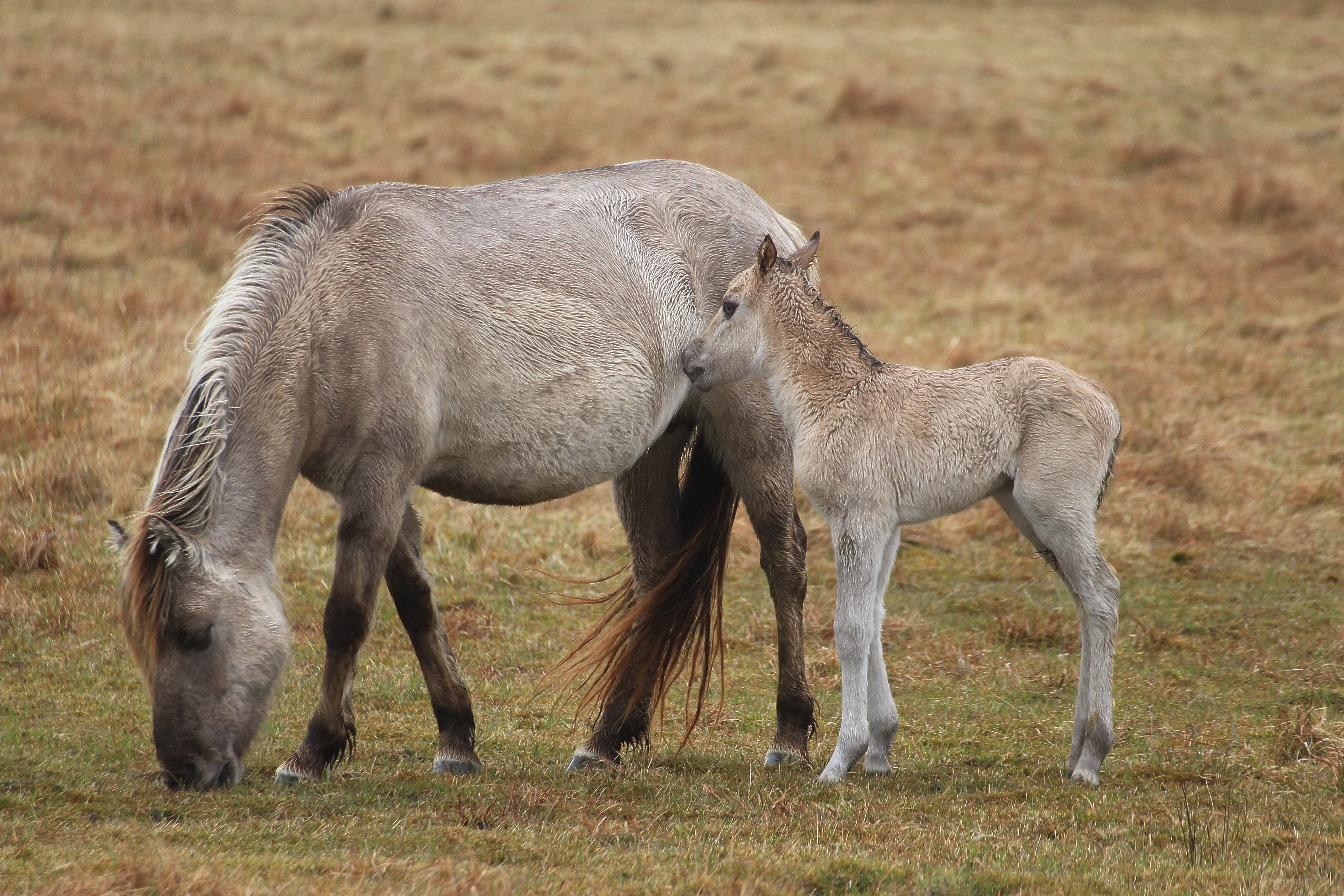 grass, meadow, outdoors, young animal, side view, nature, animal family, animal, field, two animals, kid, foal, group of animals, herbivorous, vertebrate, HD Wallpaper