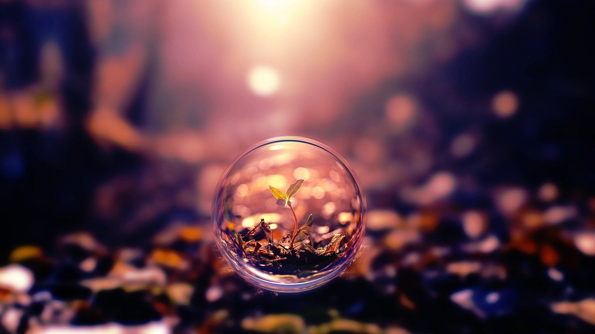 mist, 1080P, bokeh, trees, artwork, sphere, photo manipulation, plants, depth of field, nature, digital art, lights, landscape, leaves, bubbles, forest, HD Wallpaper