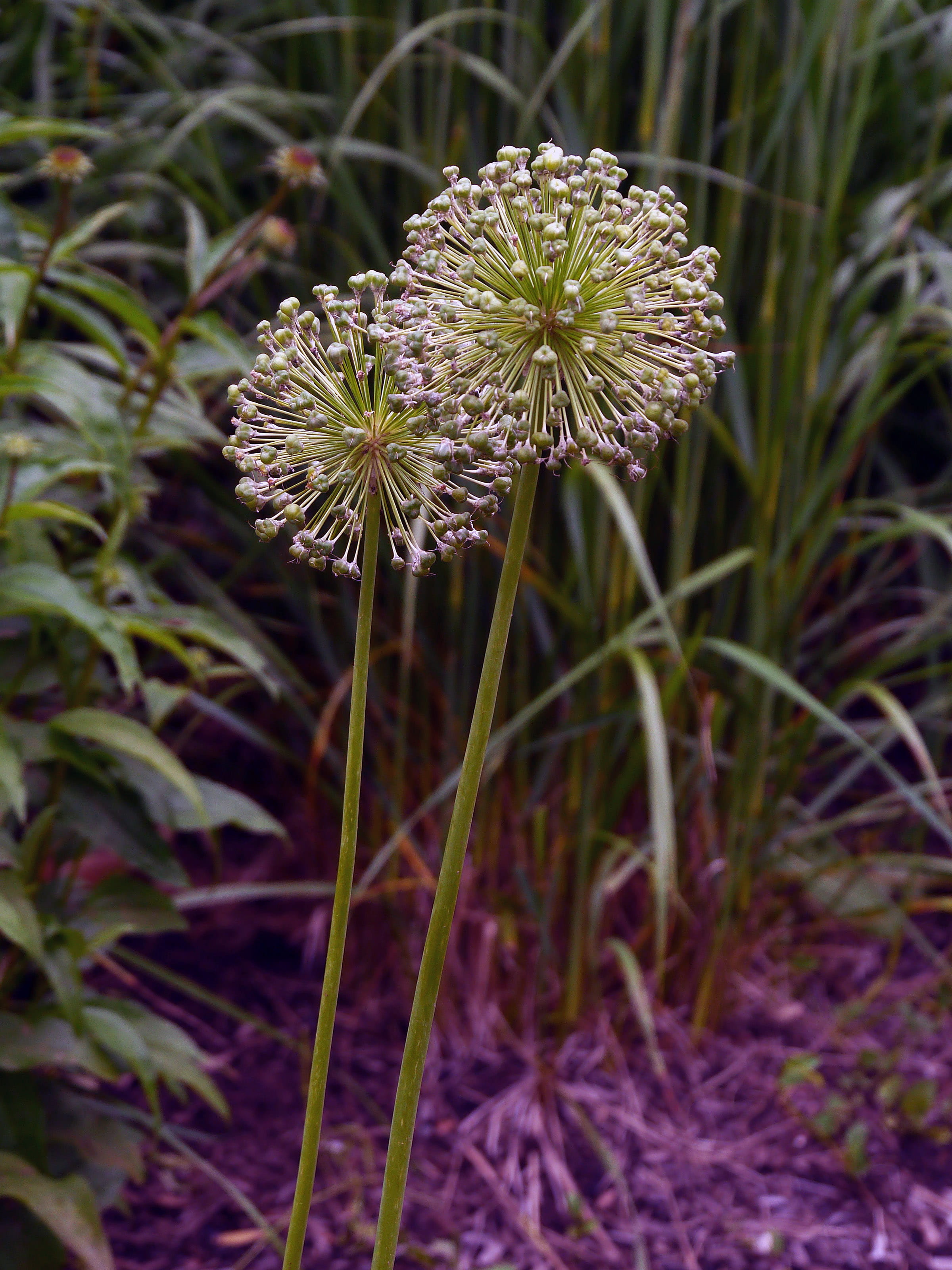 fragility, inflorescence, blue sphere, growth, growing, flower images, leek, plants with purple flowers, ornamental onion, freshness, allium giganteum, Phone HD Wallpaper