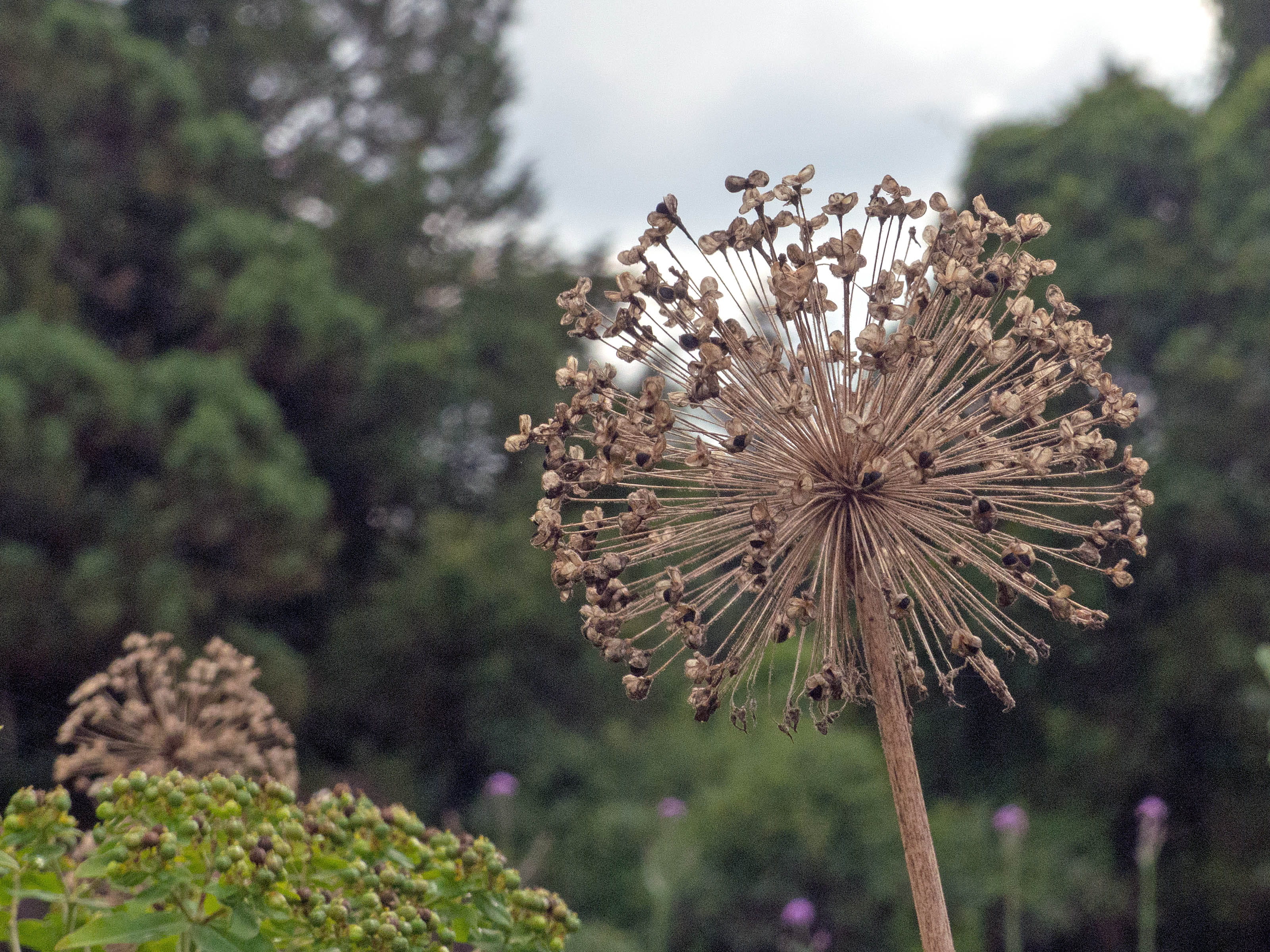 vulnerability, tranquility, day, tree, onion, leek, ornamental onion, flowers photos, blue sphere, autumn, no people, flower, 2K, faded, tall purple flowers, HD Wallpaper