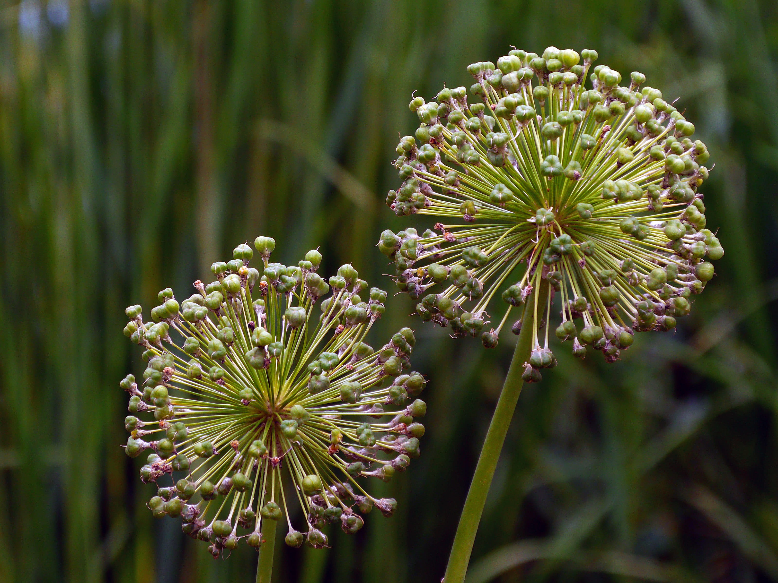 giant allium, day, plant, ornamental onion, stock photos, plant stem, close-up, flower head, purple, flower, flowering plant, no people, season, outdoors, HD Wallpaper