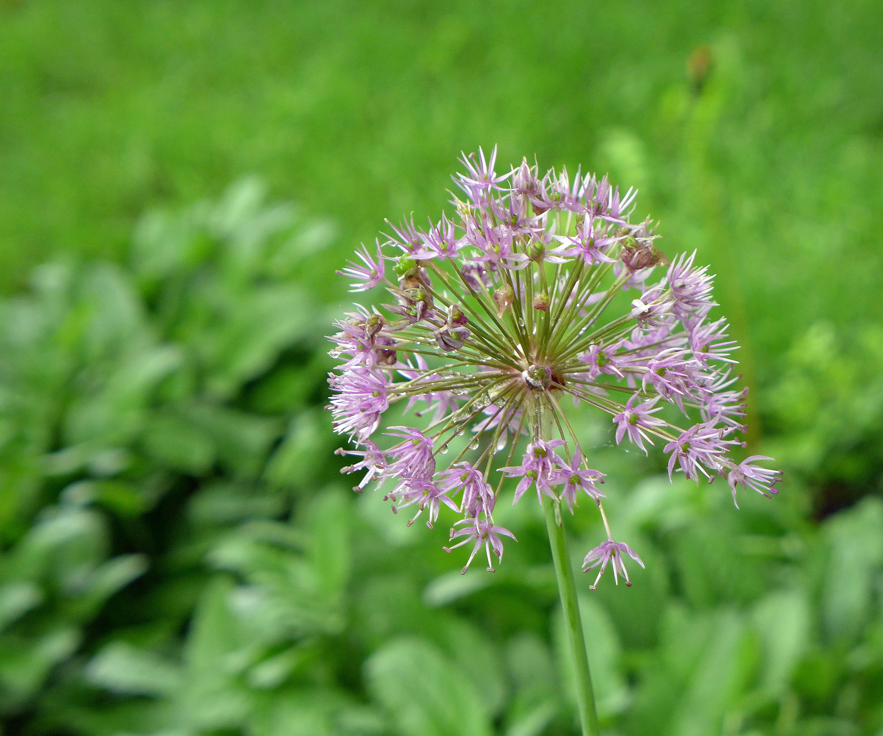 ornamental onion, petal, stock photos, beauty in nature, close-up, flowers photos, plant, pink color, onion, pink, garlic, freshness, plants with purple flowers, HD Wallpaper