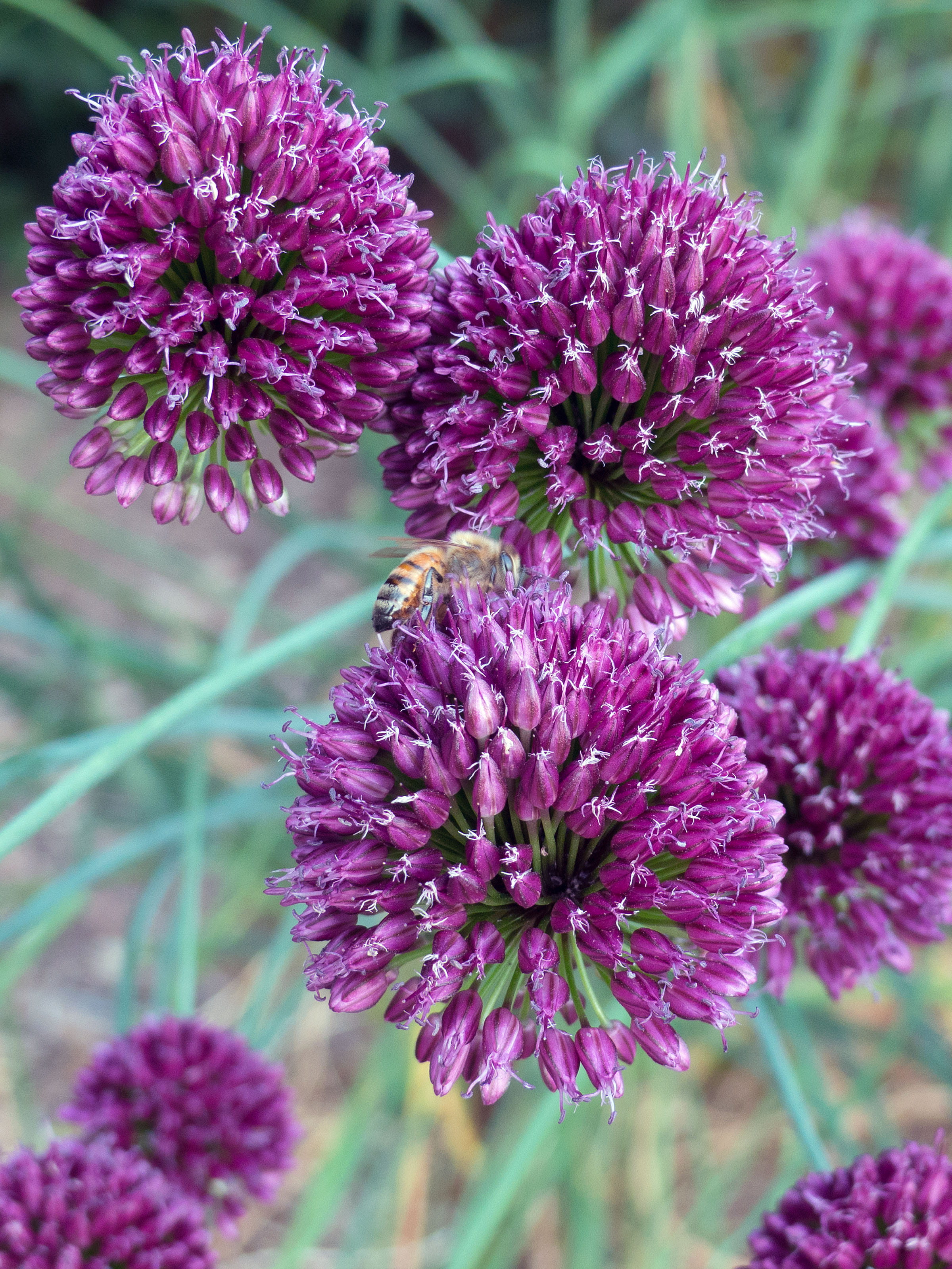 beauty in nature, giant allium, allium plant, botany, tall purple flowers, day, onion, 2K, no people, allium, lilac, bee, focus on foreground, fragility, Phone HD Wallpaper
