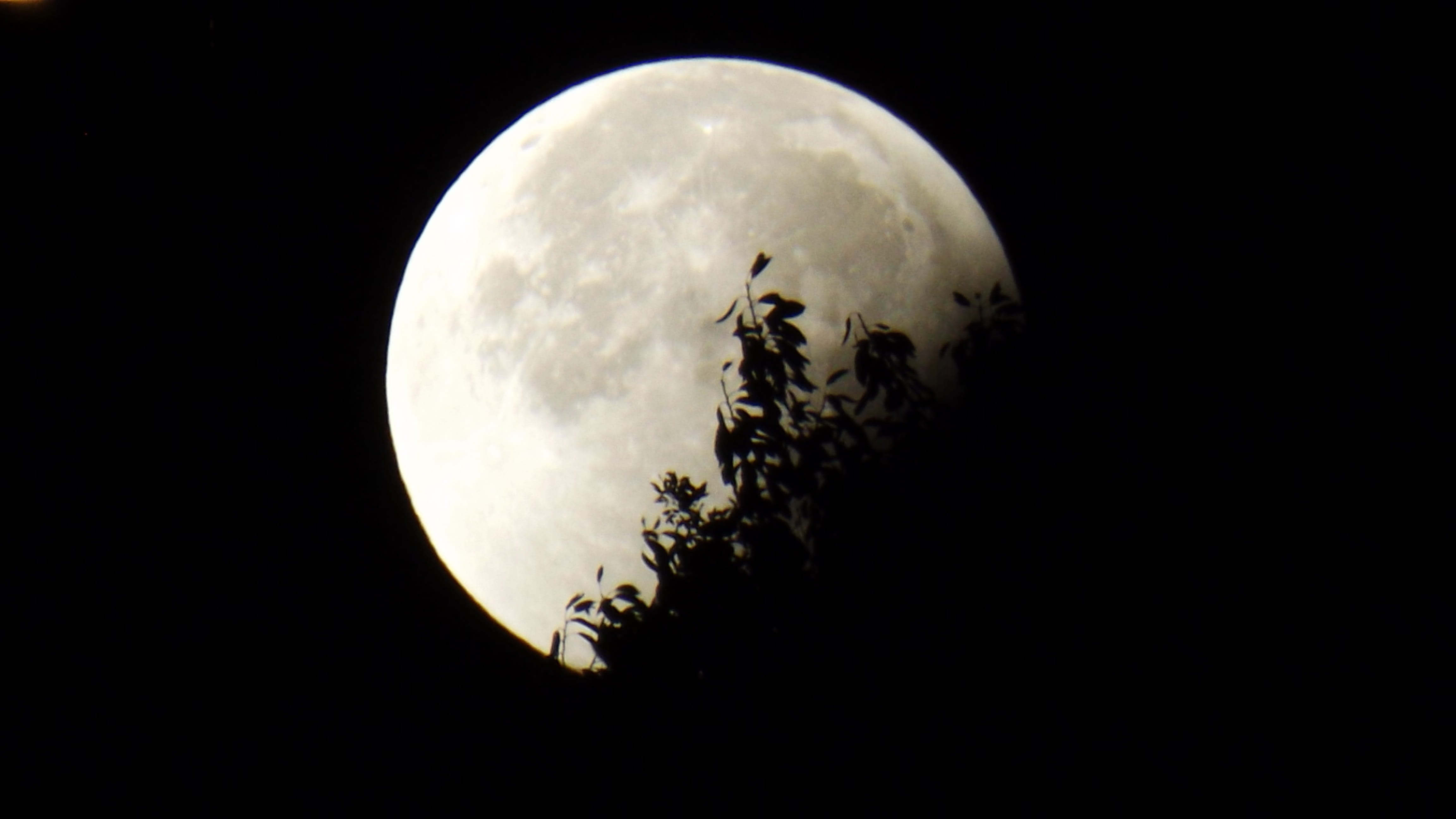 sky, astronomy, geometric shape, sphere, shape, dark, moon, photo, beauty in nature, black Color, space exploration, circle, earth, star - Space, tree, HD Wallpaper