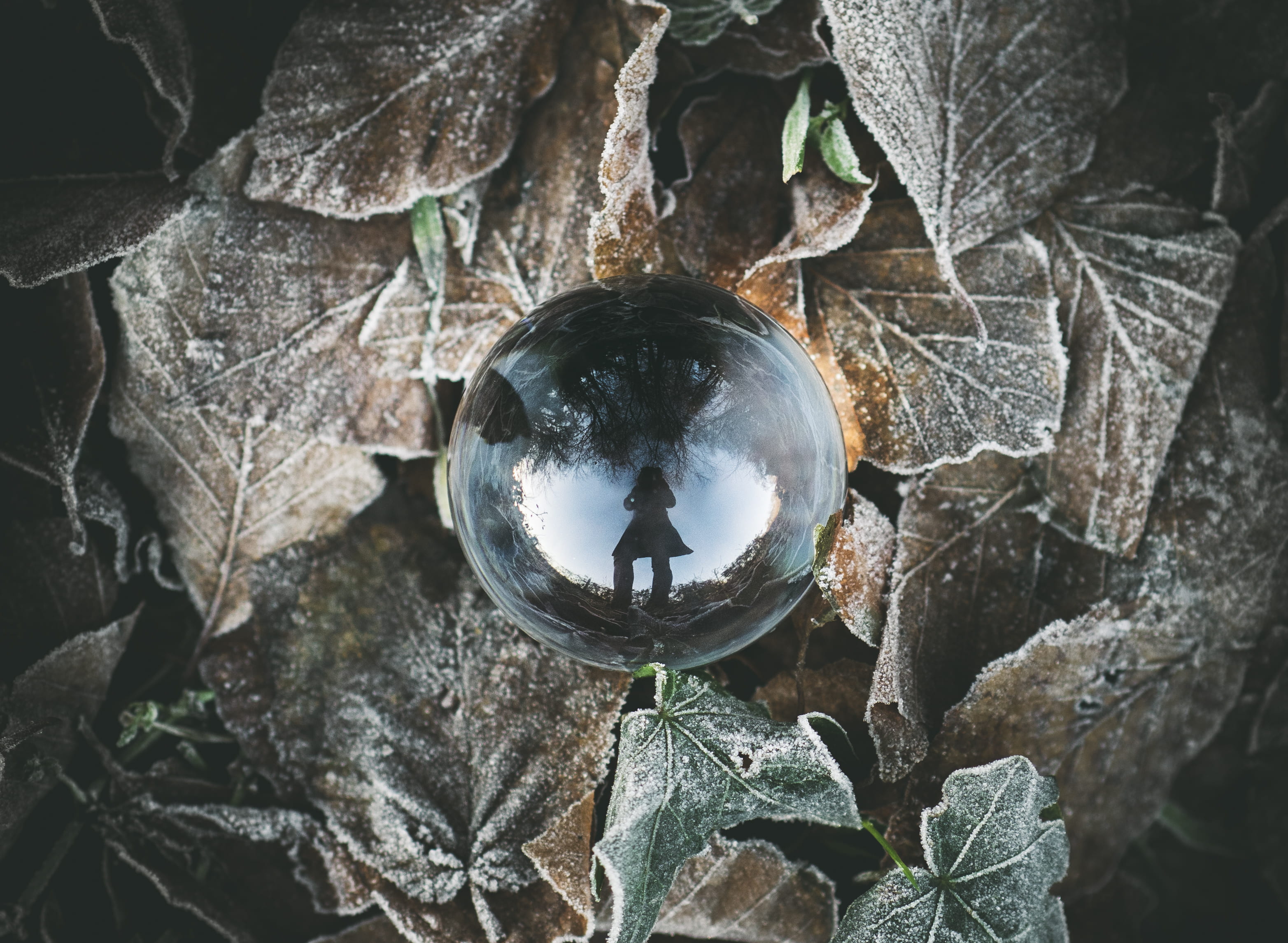 outdoors, crystal ball, ball, crystal, orb, rock, growth, animals in the wild, no people, high angle view, leaves, clear, shape, animal wildlife, nature, HD Wallpaper