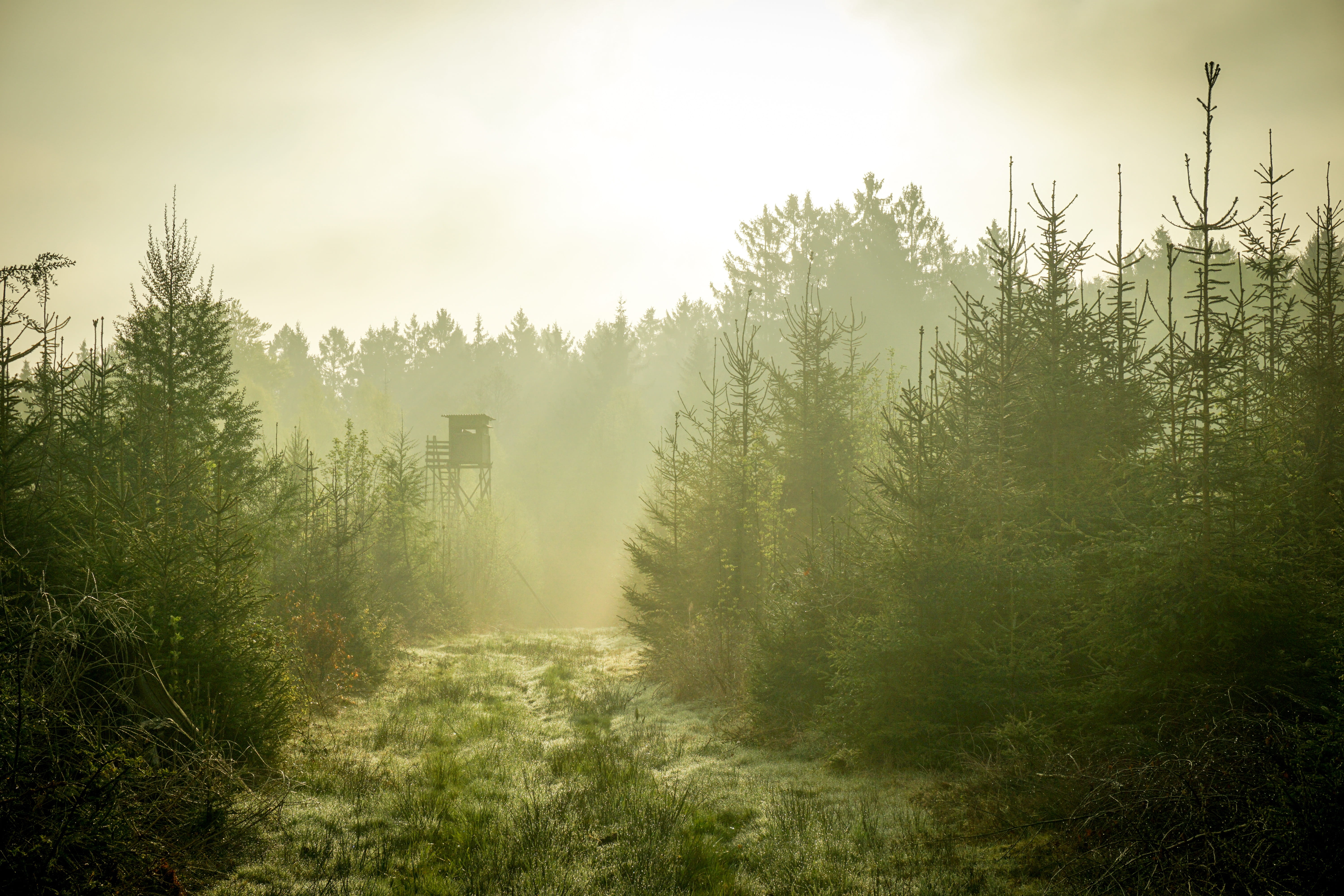 nature, trees, plant, land, green color, no people, hunting, grass, beauty in nature, fog, tranquility, non-urban scene, tranquil scene, rural, outdoors, HD Wallpaper