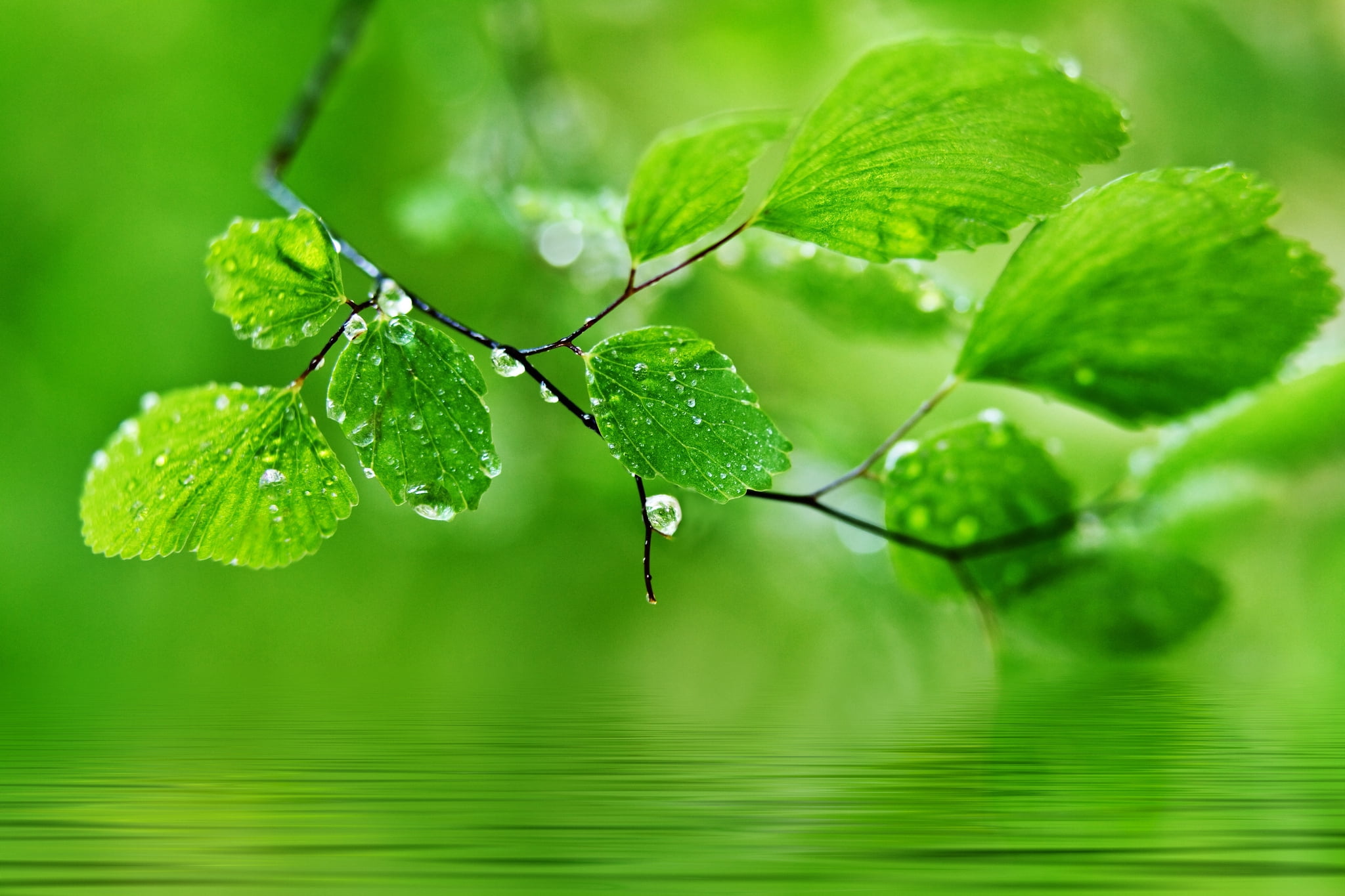 green Color, plant part, springtime, focus on foreground, wet, tree, forest, nature, lush Foliage, growth, macro, leaf, outdoors, bright, plant, rain, fragility, HD Wallpaper