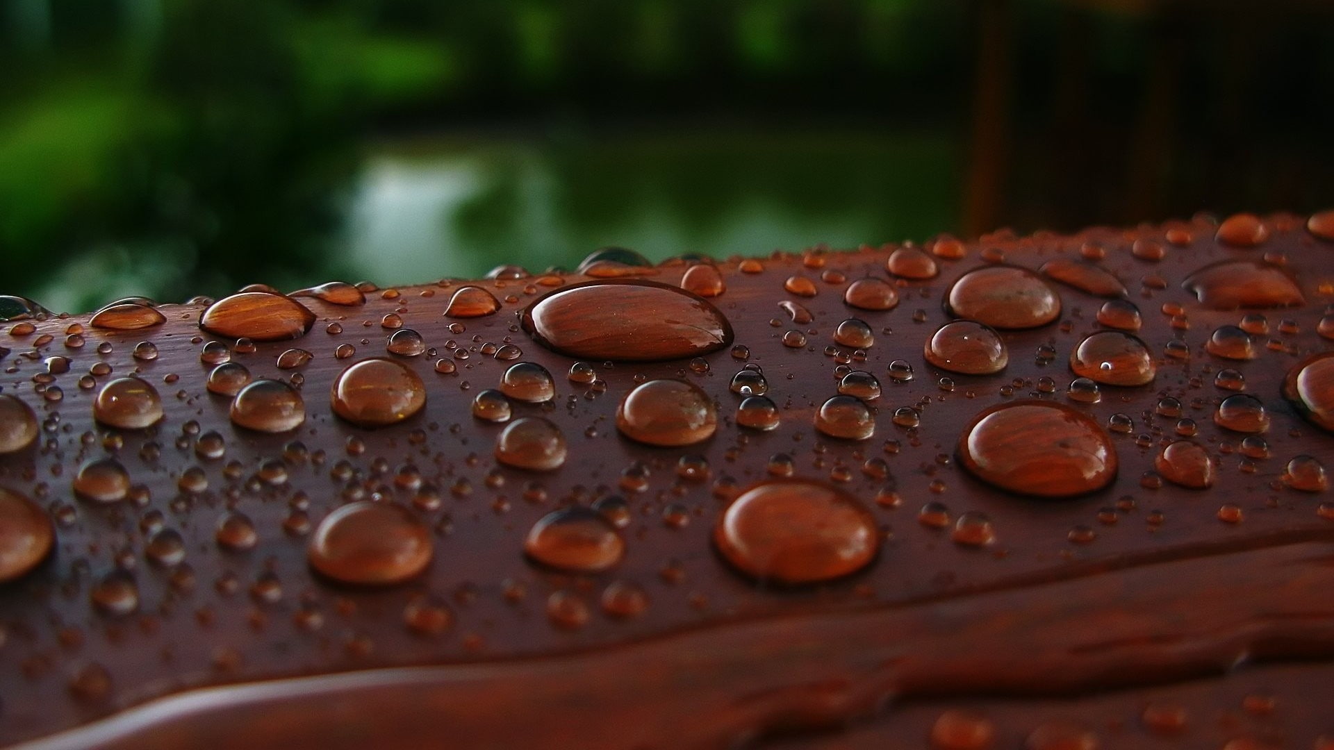 day, rain, brown, selective focus, close-up, wood, rusty, environment, no people, surface level, metal, outdoors, 1080P, environmental conservation, plant, HD Wallpaper