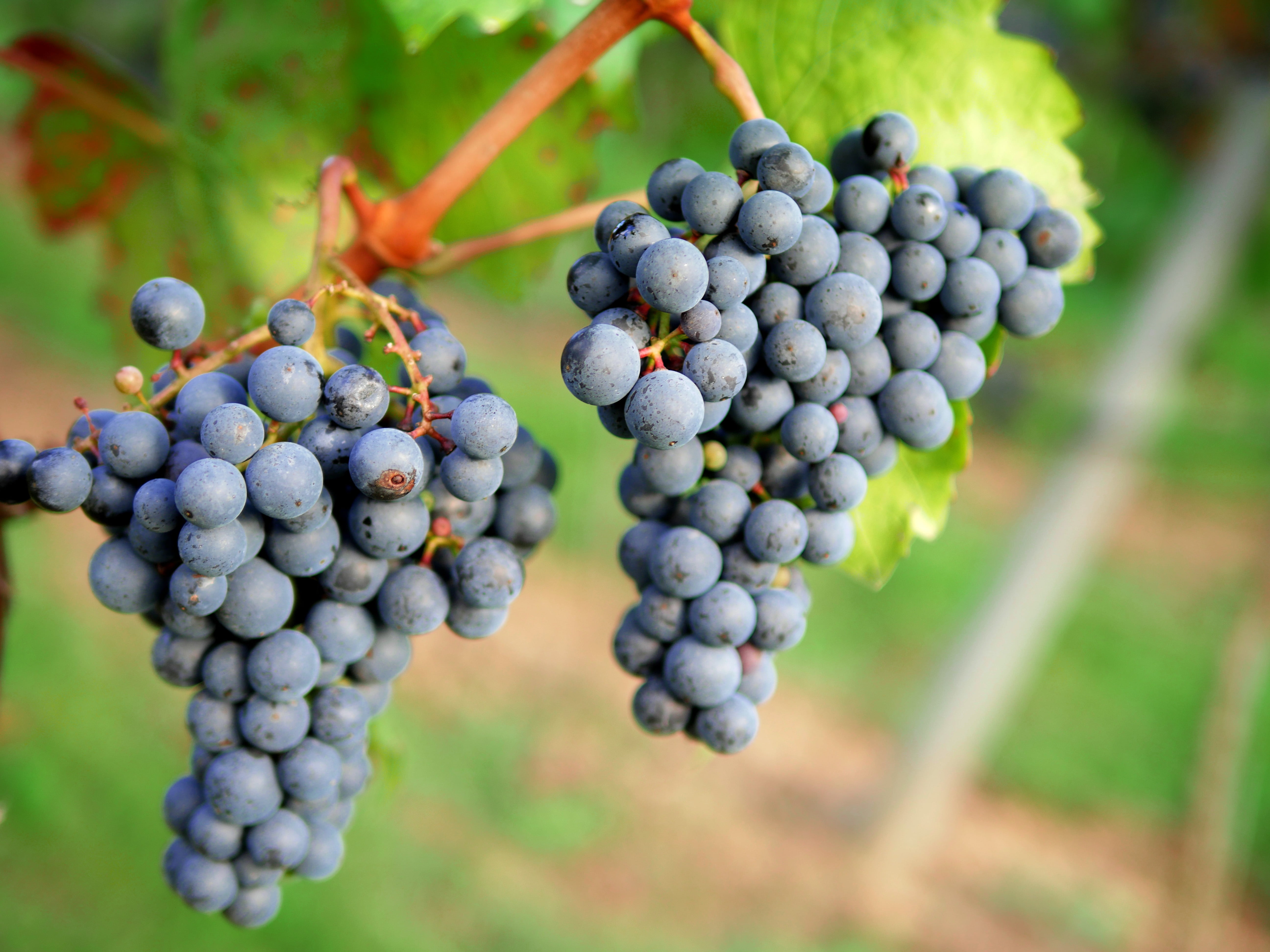 heilbronn, raisins, swiss francs, bunch, rape, region, food, vineyard, agriculture, grapes, landscape, nature, baden württemberg, freshness, closeup, blackberries, HD Wallpaper
