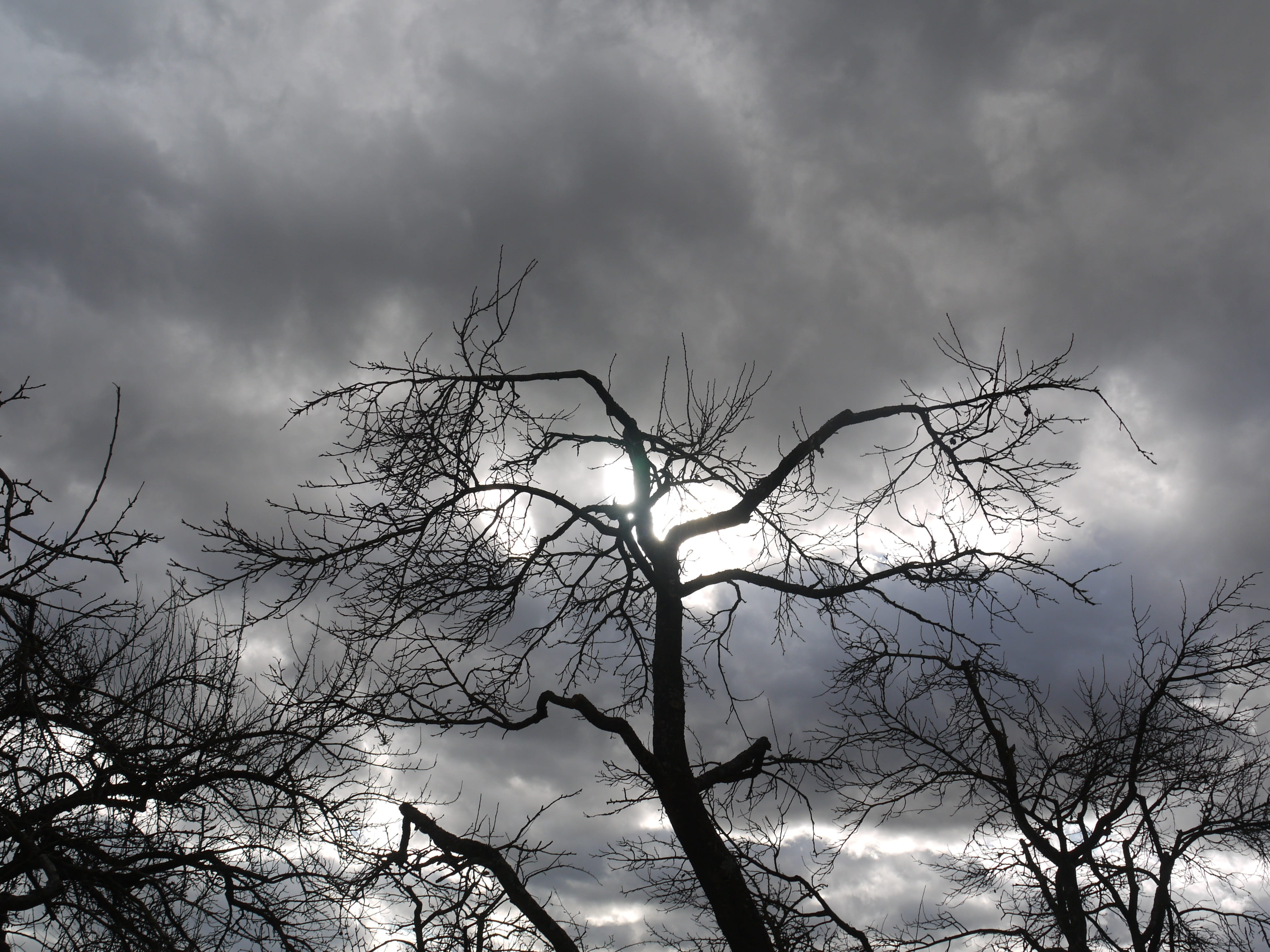 landscape, sun, branch, nature, dark clouds, no people, winter, day, scenics - nature, dusk, 4K, dramatic, forward, sky, weather, clouds, tranquility, HD Wallpaper