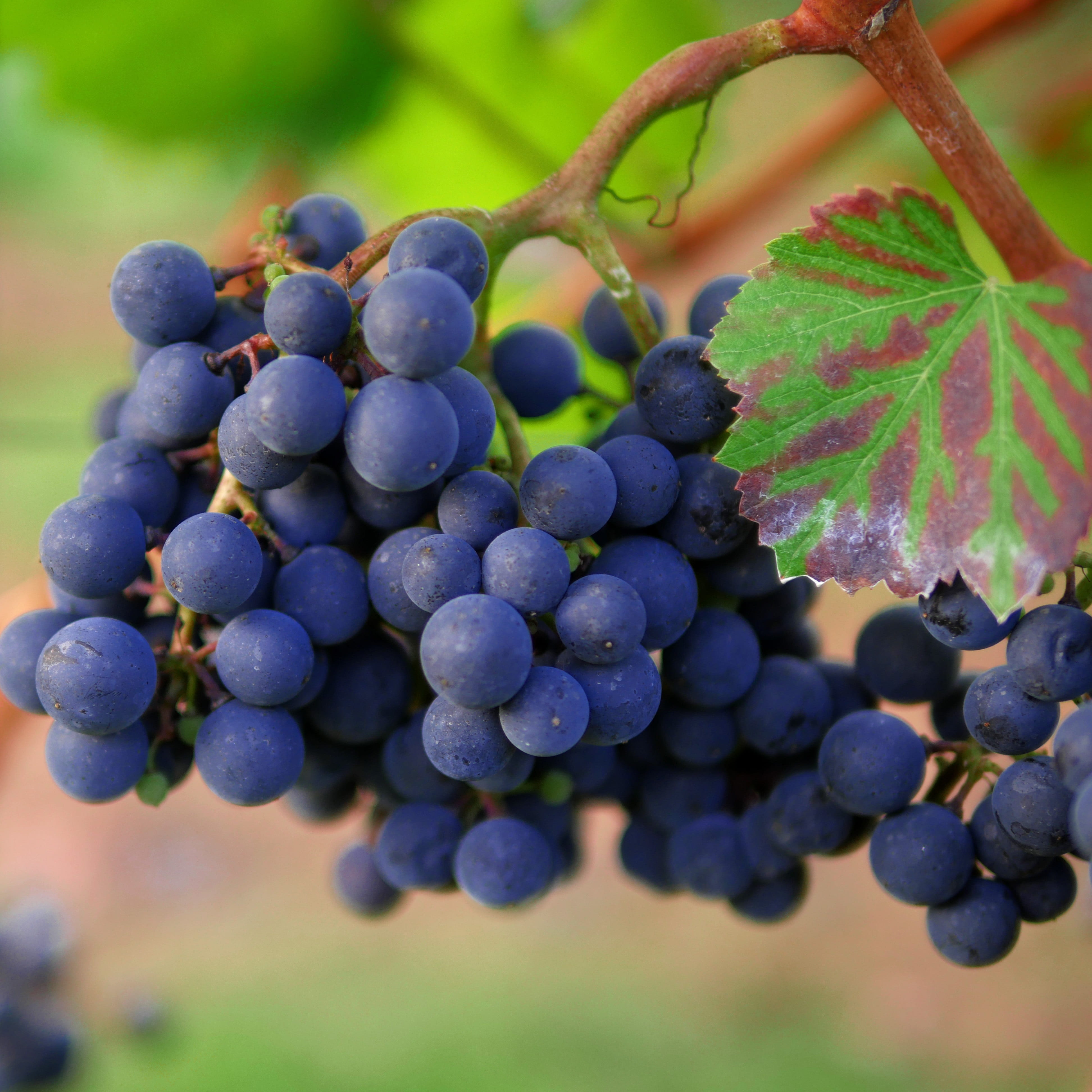 food and drink, region, photo, wine, nature, organic, food, stengel, winemaking, hill, outdoors, juice, square, bunch, fruit, wellbeing, blueberries, vineyard, Phone HD Wallpaper