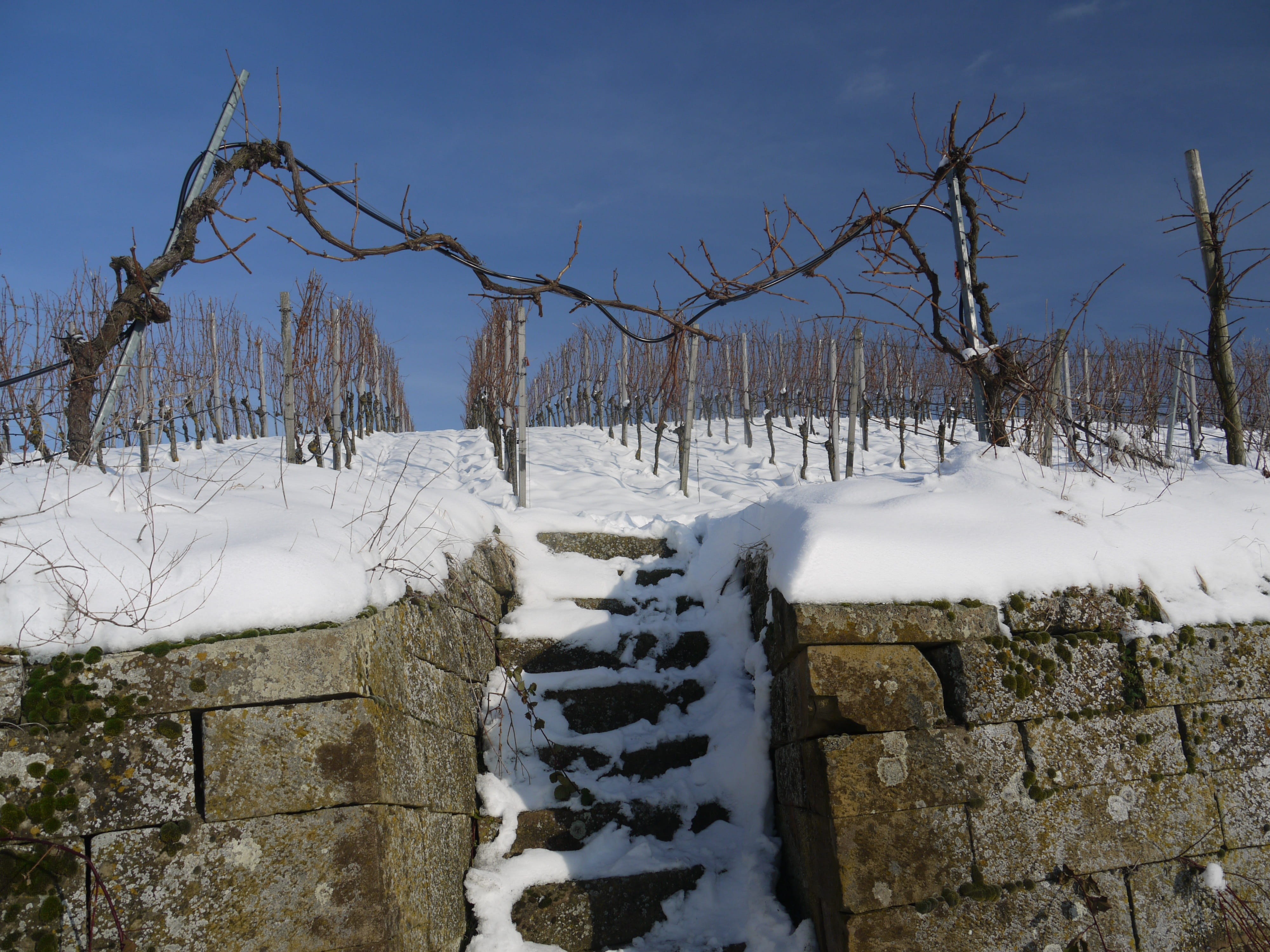 tree, no people, tranquil scene, frost, covering, sun, 4K, wine, sky, dream day, snowcapped mountain, land, field, mood, germany, Wintry, nature, silent, HD Wallpaper