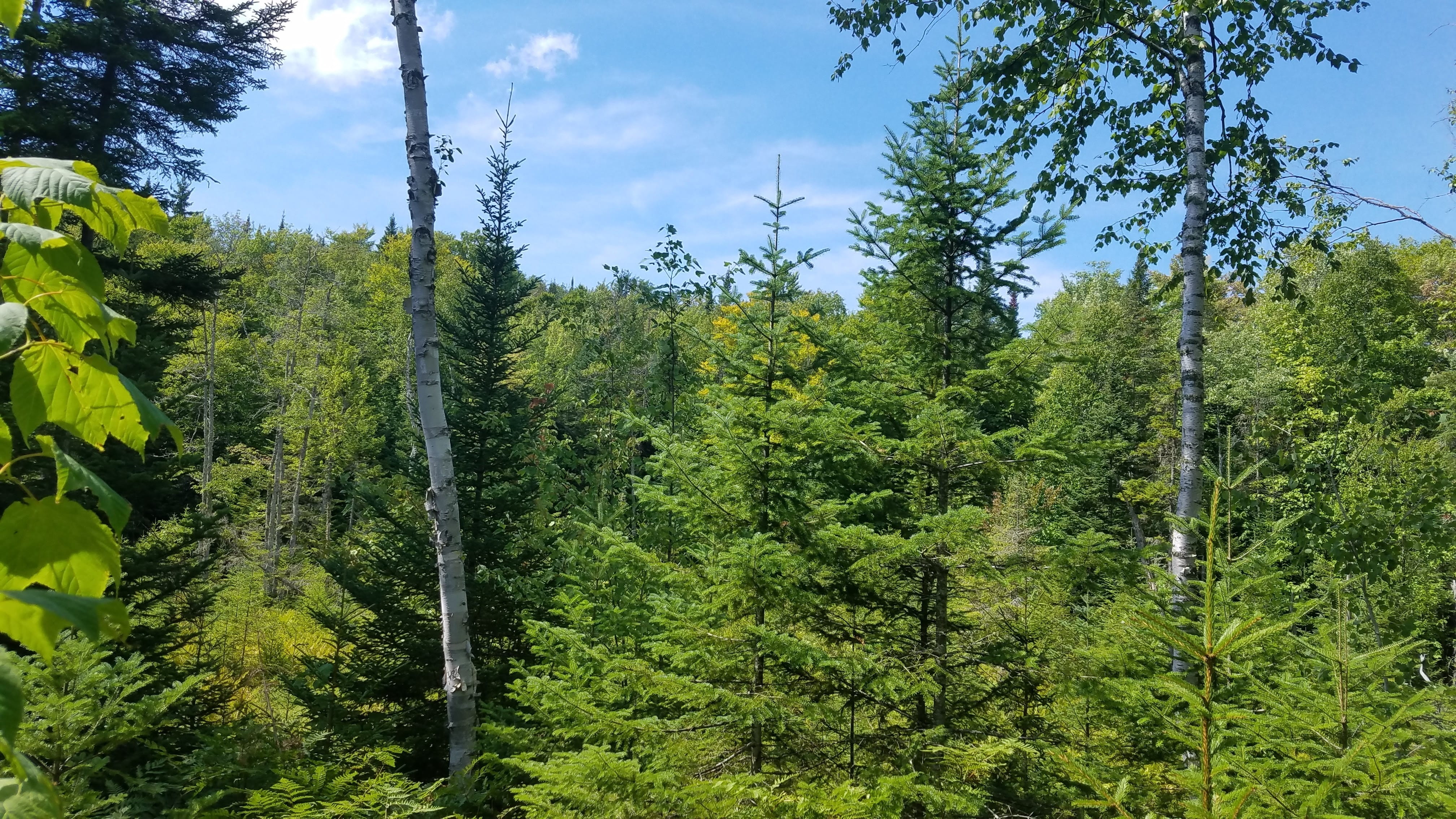 coniferous tree, non-urban scene, tree, Mont, sky, outdoor, beauty in nature, land, environment, tranquil scene, scenics - nature, plant, pine woodland, HD Wallpaper