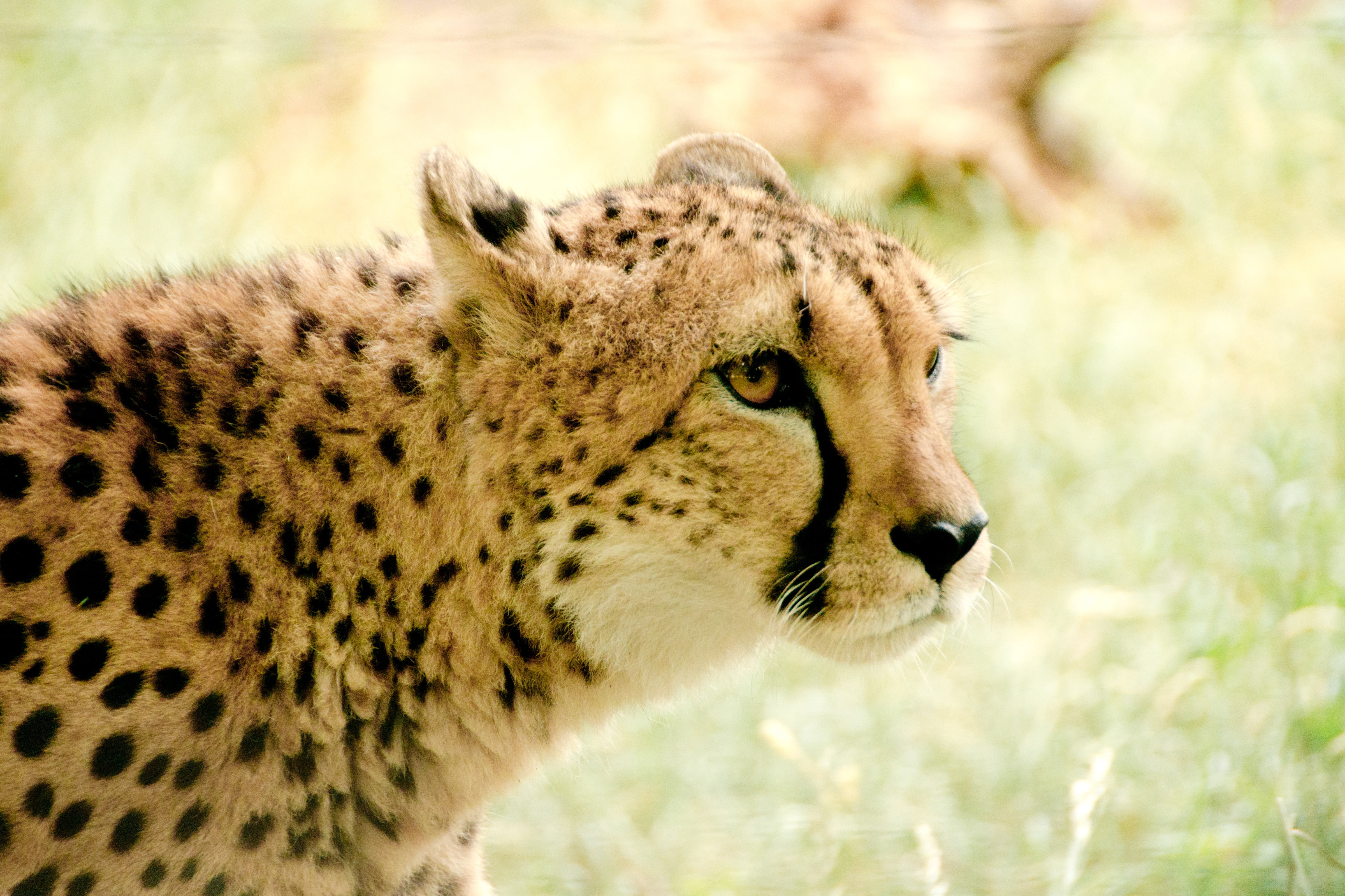 carnivora, animals in the wild, animal world, one animal, snout, national park, wildcat, wilderness, focus on foreground, dangerous, nature park, park, HD Wallpaper
