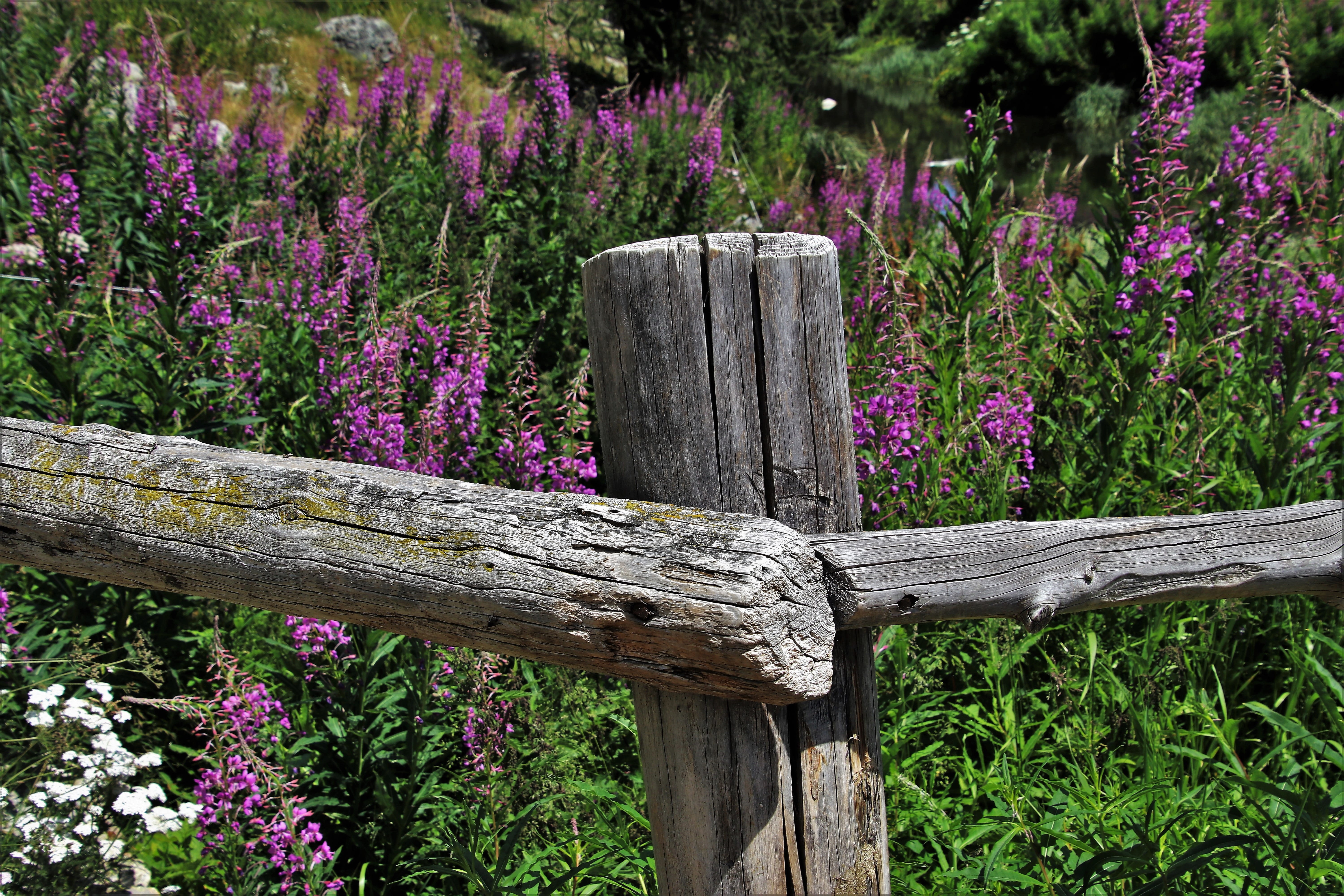 growth, meadow, summer, wooden post, fencing, the prospect of, outdoors, flower, switzerland, 5K, fencing of pastures, no people, alpine, flower head, HD Wallpaper