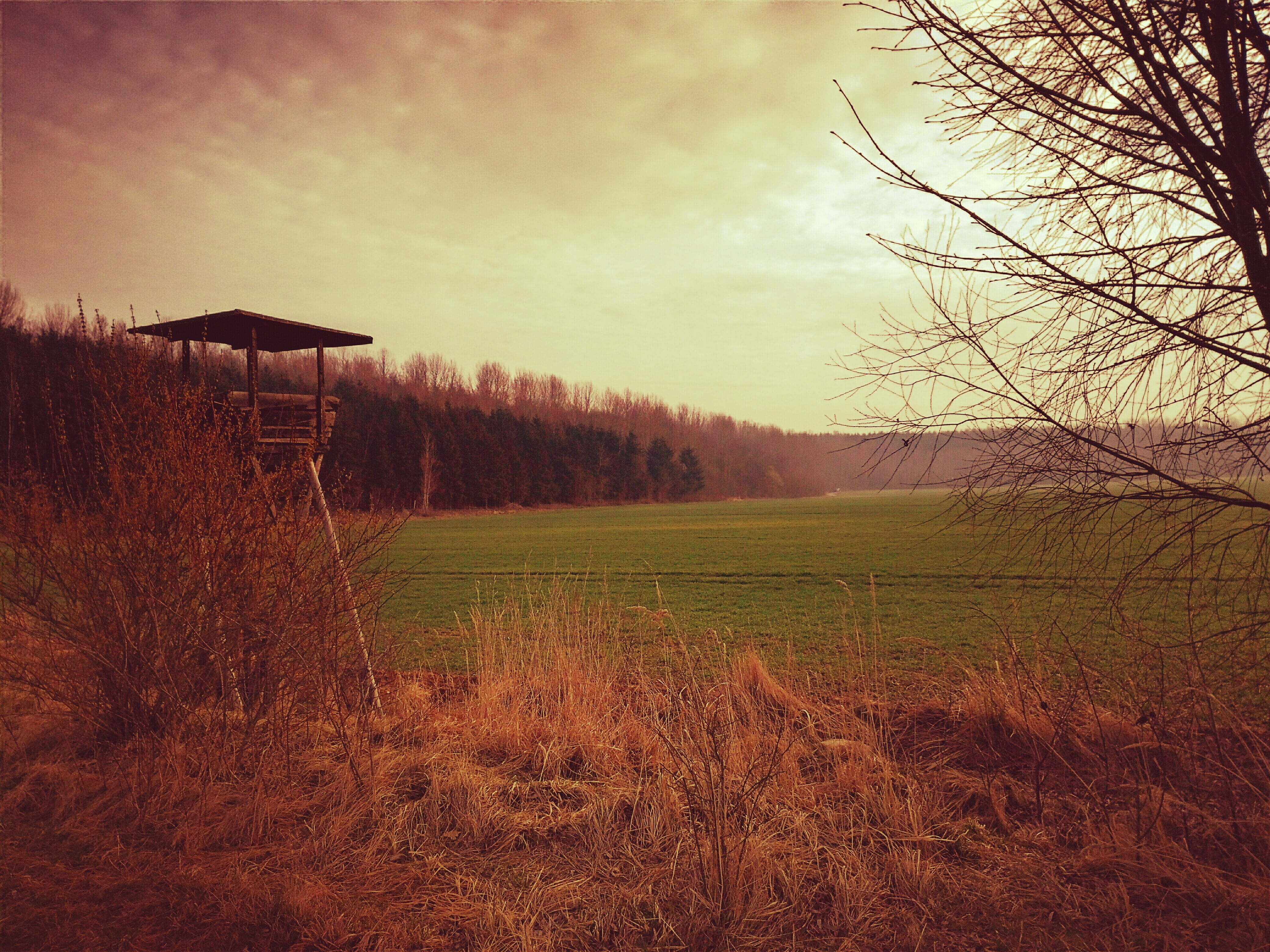 growth, delight, morgenstimmung, environment, sunset, green, wood, hunting, edge of the woods, environmental protection, no people, sky, nature, non-urban scene, HD Wallpaper