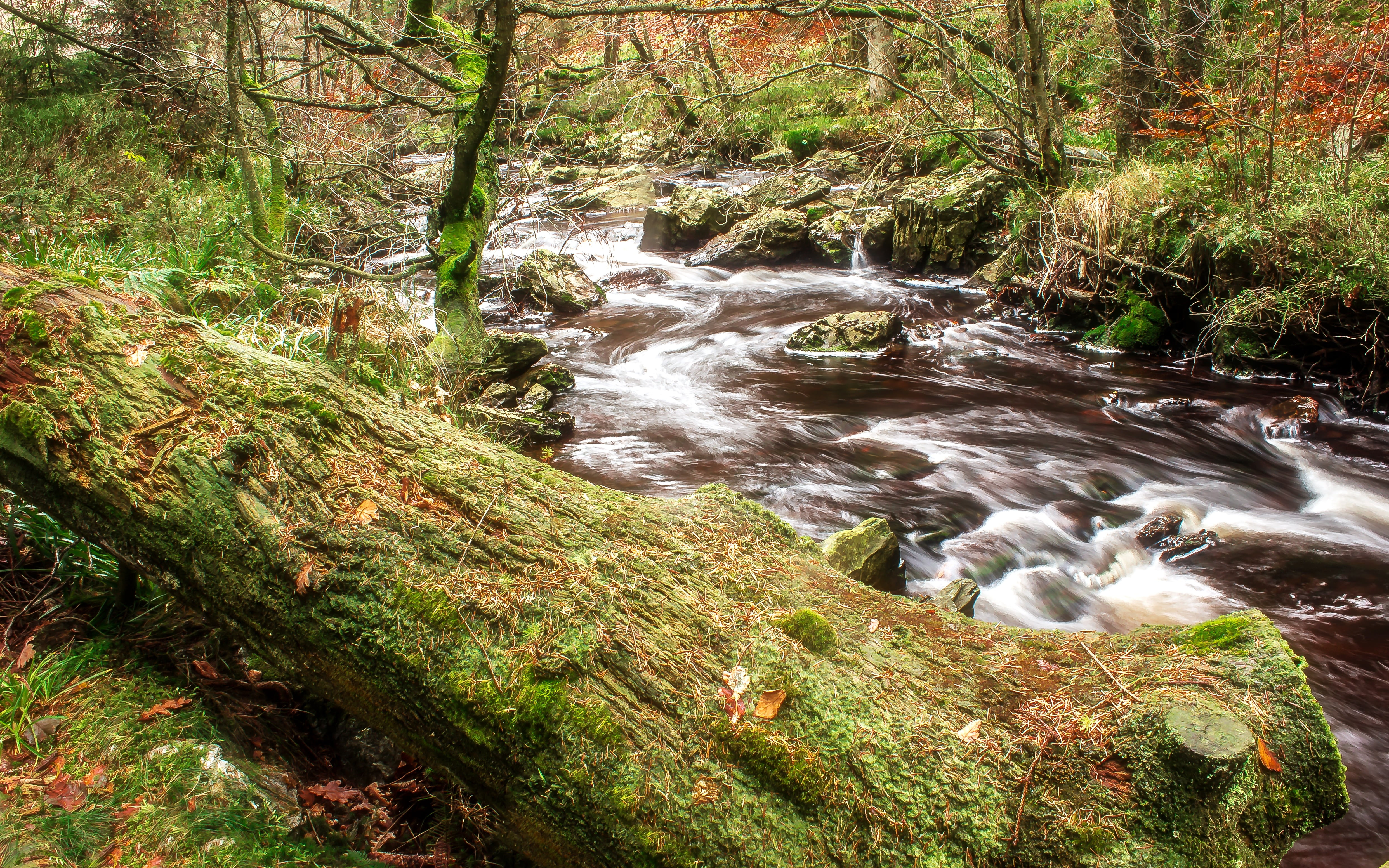 stream, no people, scenics, tooth of time, day, flow, long exposure, small wildlife, wild, trees, autumn mood, river, mood, river la hoegne, bach, boulders, HD Wallpaper