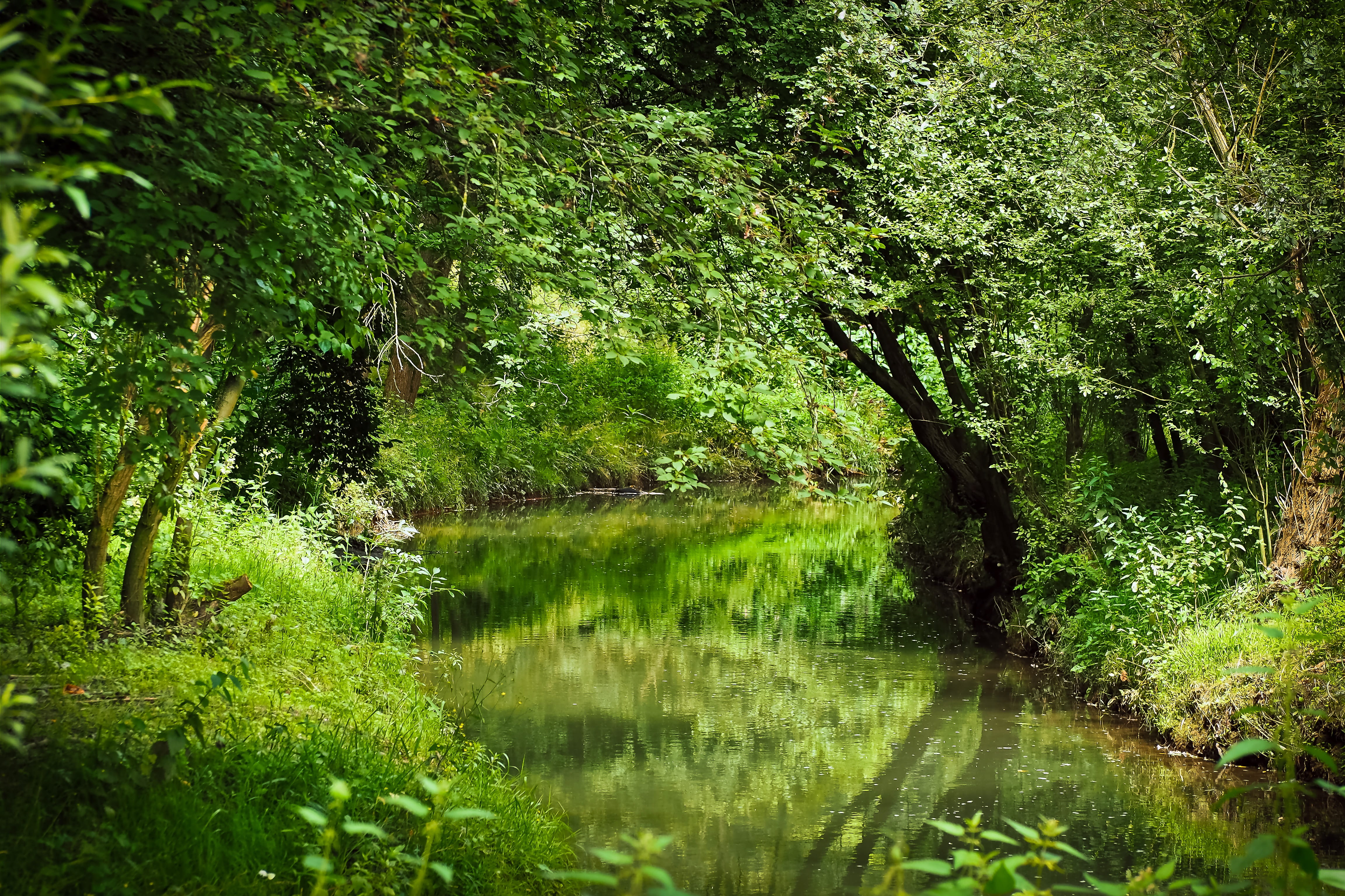 no People, scenic, idyllic, tranquil Scene, green, flow, growth, lake, forest, day, reflection, mystical, Bach, stream, non-urban scene, summer, foliage, HD Wallpaper