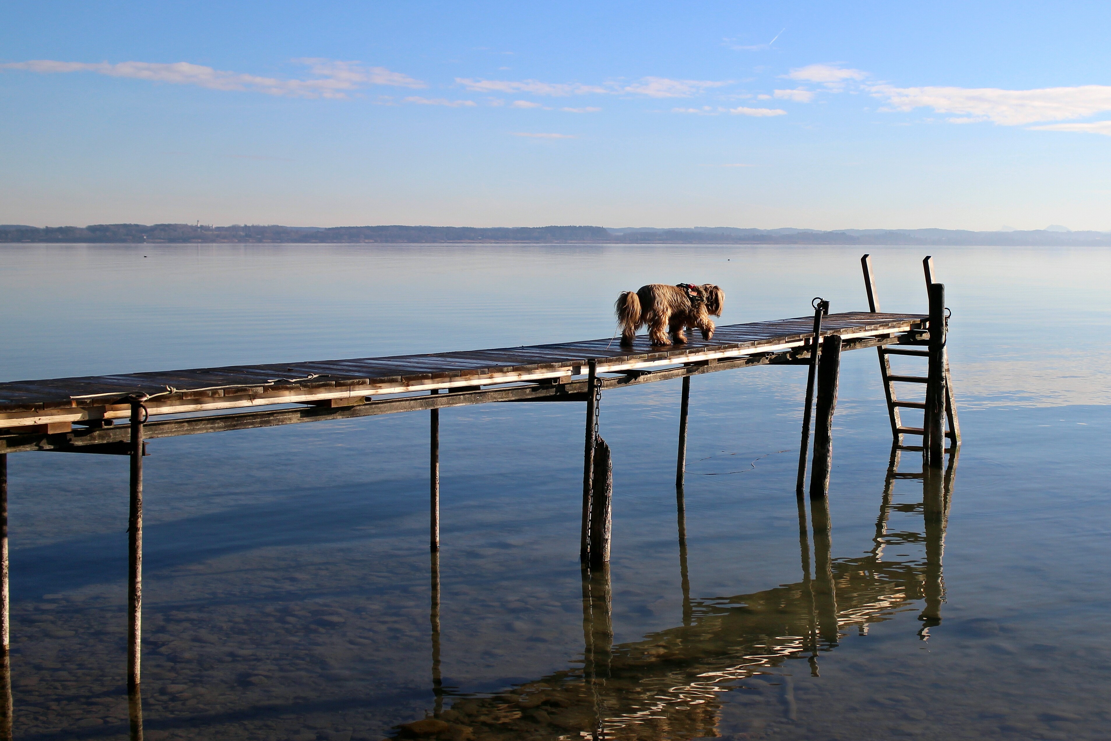 one animal, being alone, 2K, pets, beauty in nature, still, quiet, chiemsee, railing, running, reflection, vertebrate, dog, bank, sea, scenics - nature, HD Wallpaper
