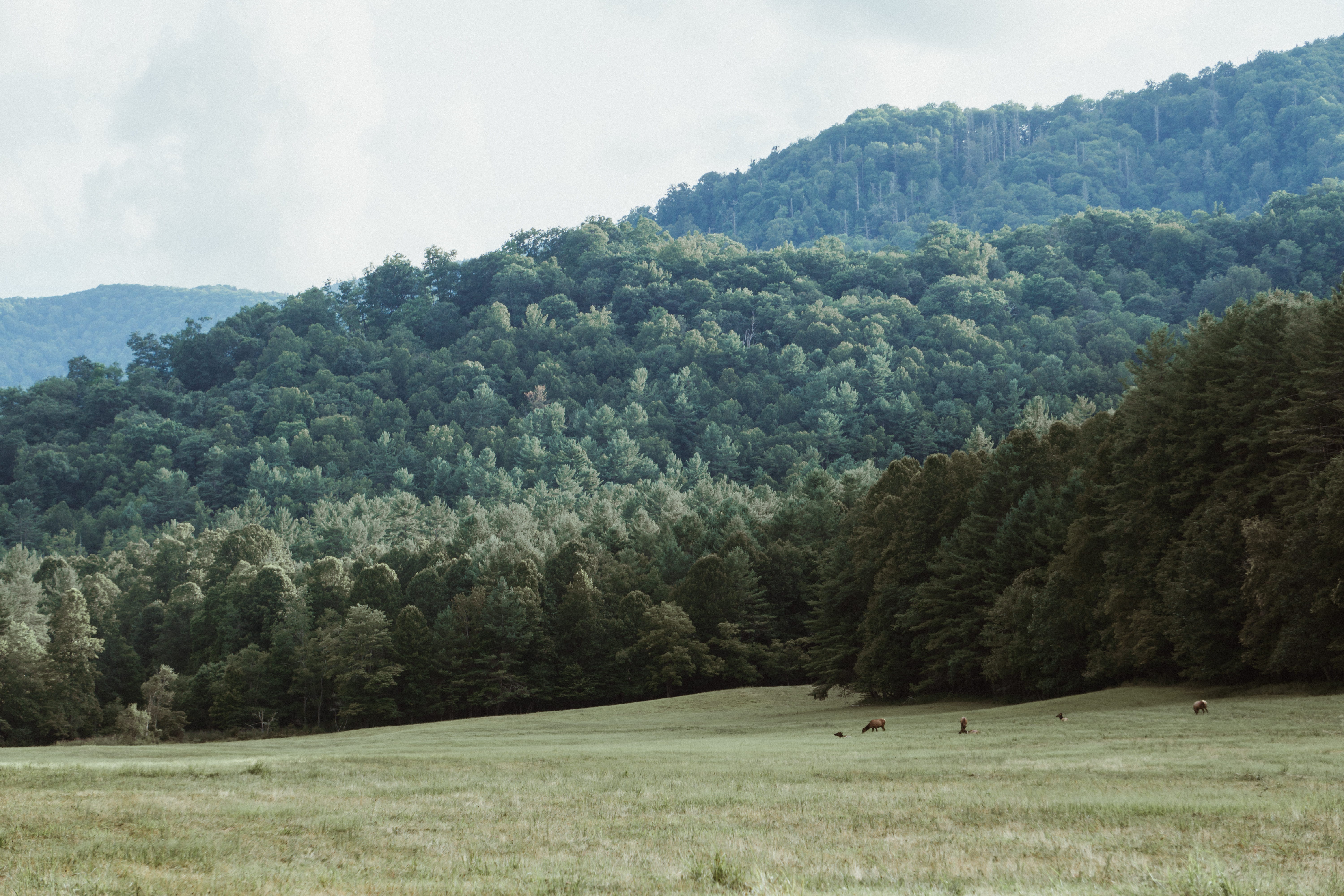 tranquility, usa, slope, mountain, cloud - sky, tree, great smoky mountains, fir, field, abies, sky, environment, plant, green, day, forest, 5K, coniferous tree, HD Wallpaper