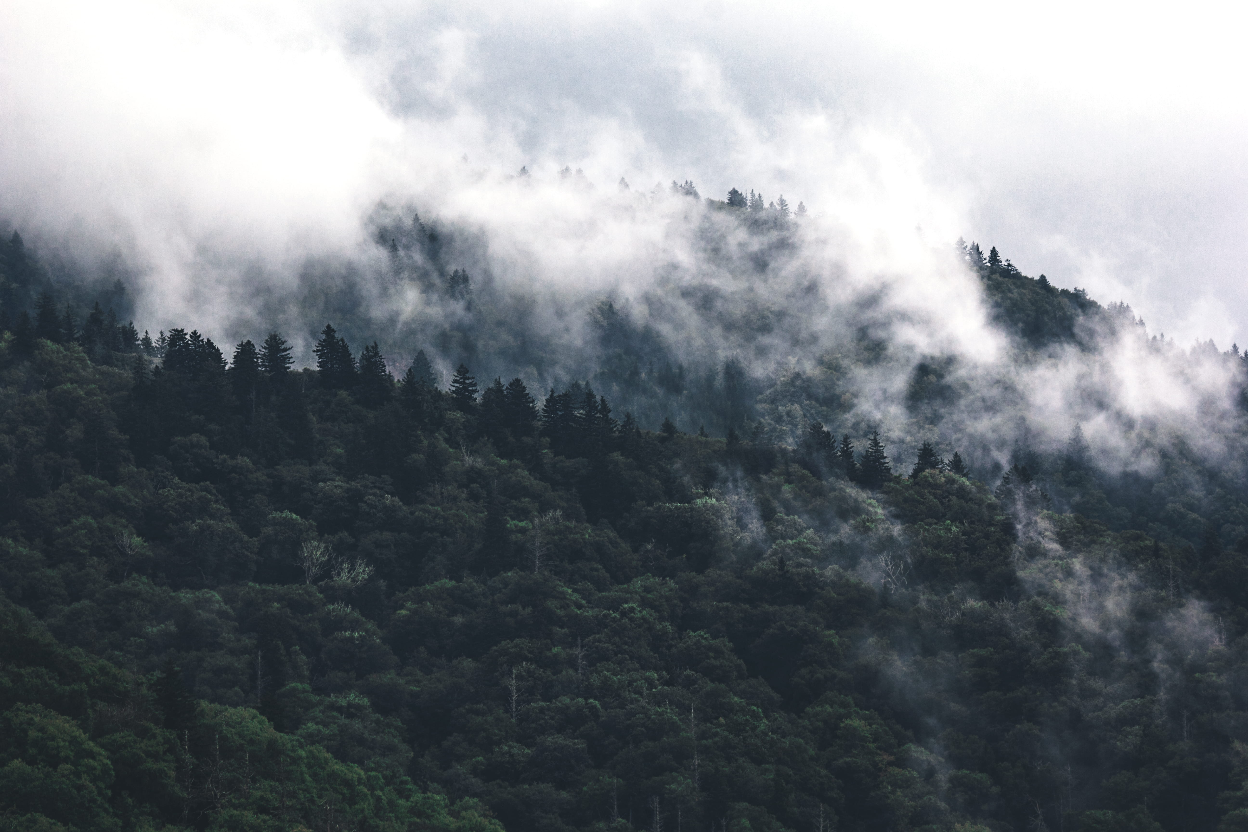forest, outdoors, plant, tree, land, non-urban scene, scenics - nature, united states, weather, no people, beauty in nature, great smoky mountains national park, HD Wallpaper