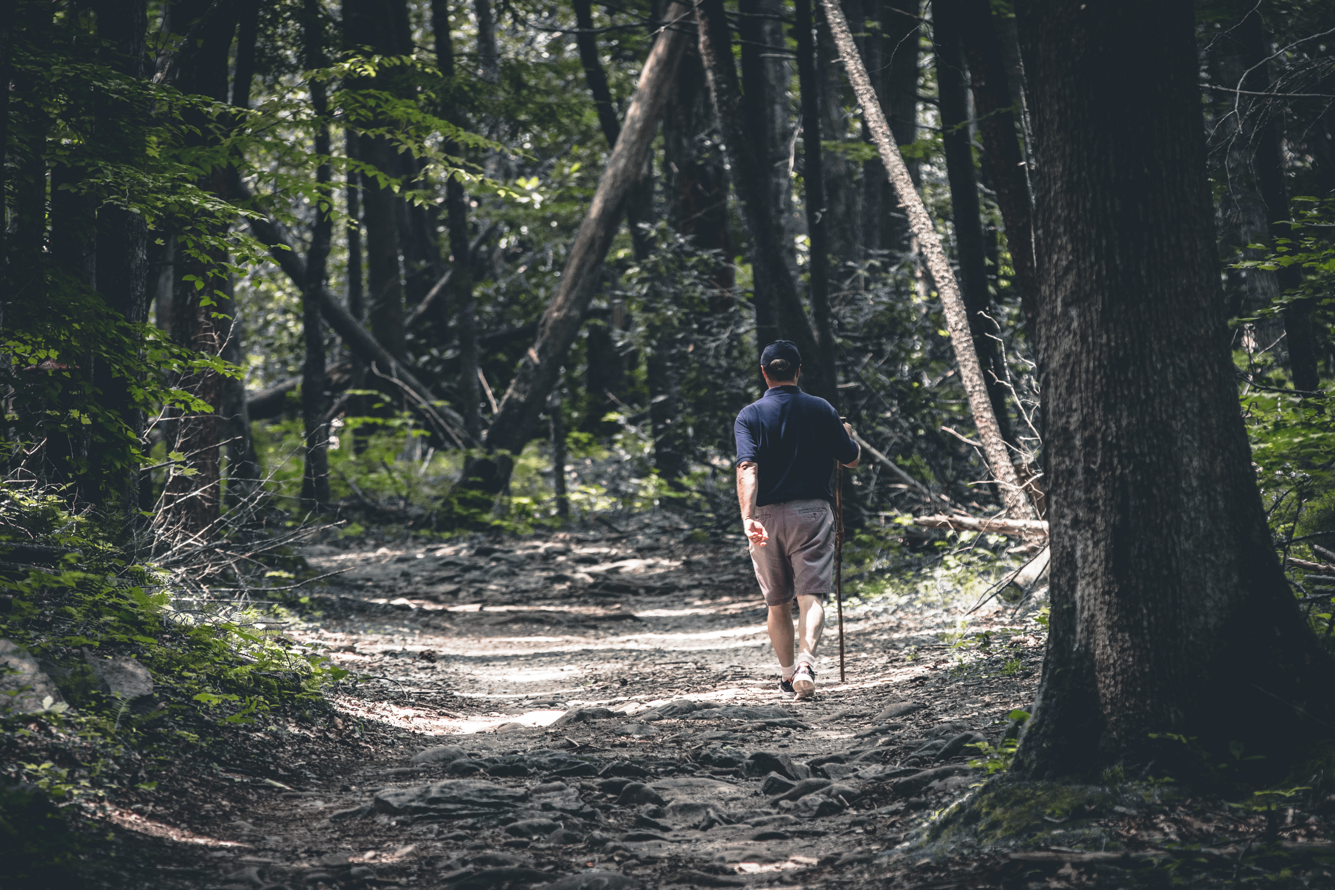 one person, day, outdoors, person, united states, forest, beside, walking, growth, plant, land, casual clothing, man, 4K, solitude, nature, people, flora, HD Wallpaper