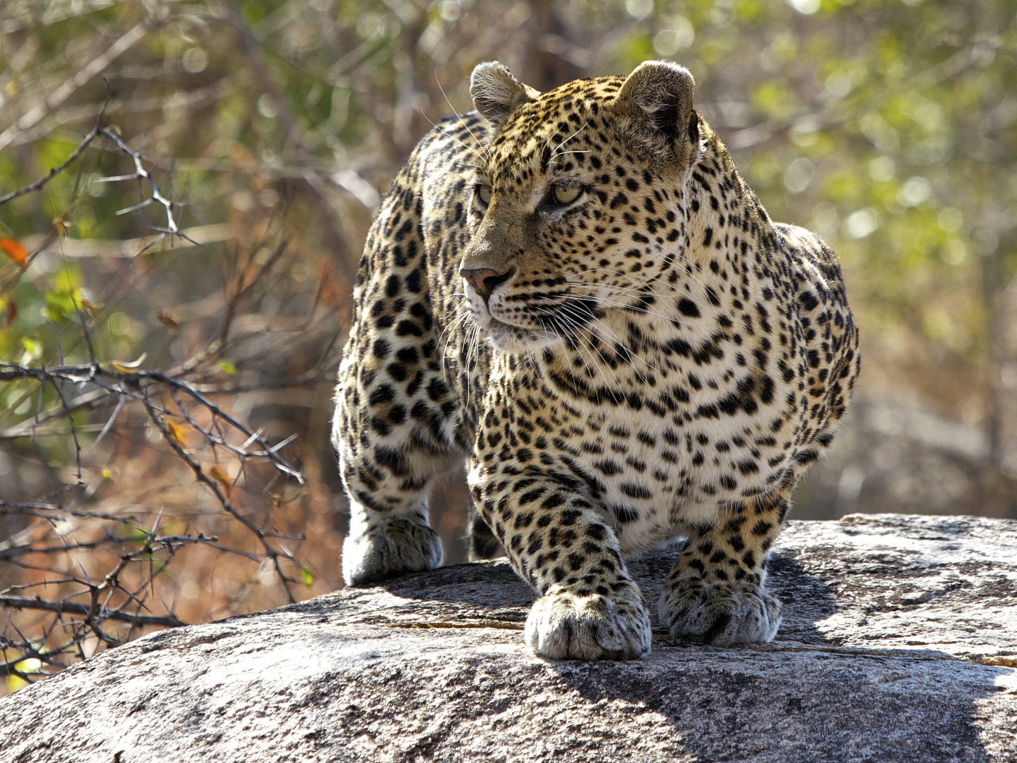 spotted, animal wildlife, cat, africa, undomesticated Cat, extreme Terrain, large, beauty In Nature, uncultivated, wildlife Reserve, one animal, camouflage, HD Wallpaper