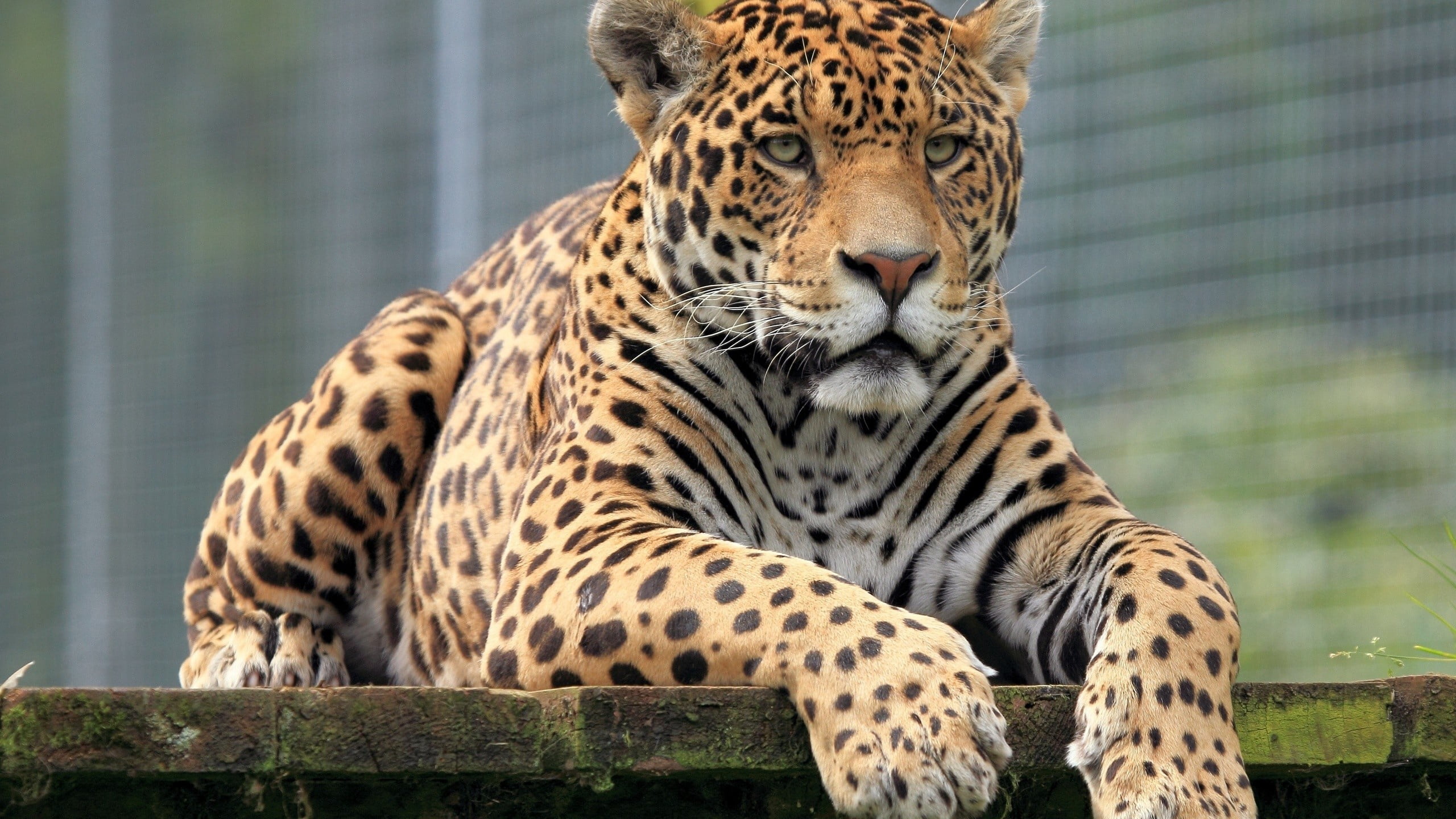 animal themes, animal Head, relaxation, focus on foreground, feline, cheetah, nature, cat, brown, pattern, animals in captivity, animal, no people, danger, HD Wallpaper