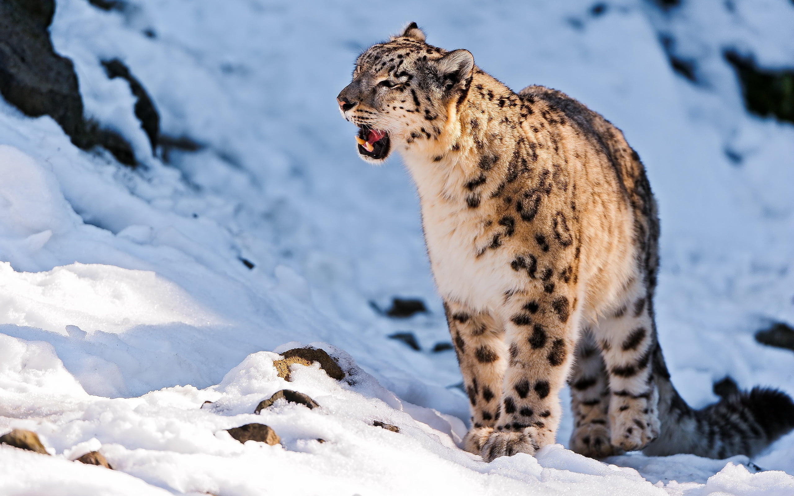 animal wildlife, teeth, nature, snow leopard, fur, focus on foreground, snow, big Cat, mammal, carnivora, mouth open, lynx, looking, prowling, extreme Terrain, HD Wallpaper
