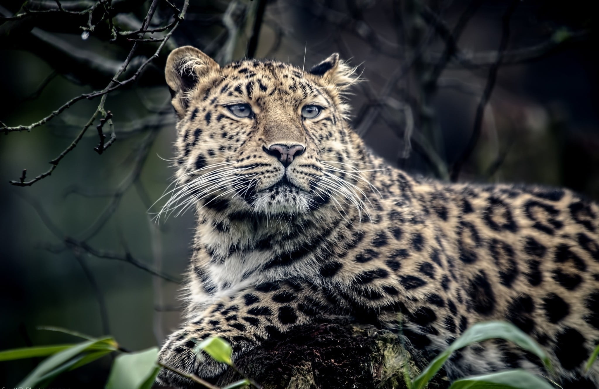 leopard, tree, animal themes, fur, no people, wilderness Area, endangered Species, animal wildlife, mammal, safari Animals, land, sadness, animals Hunting, HD Wallpaper