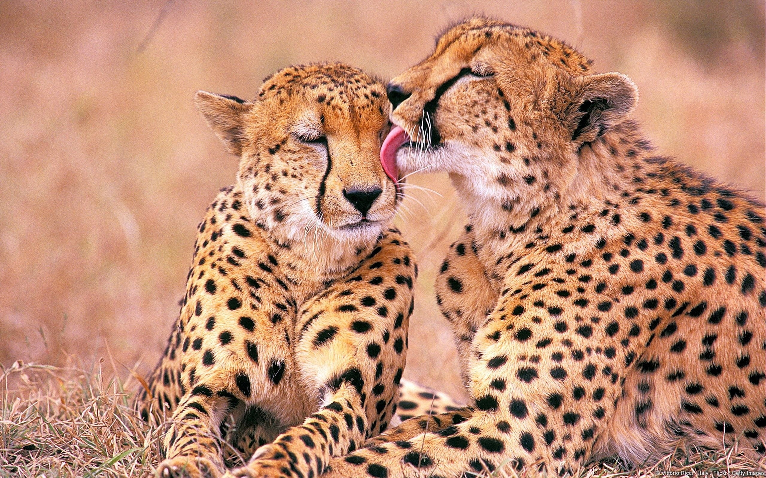photography, wildlife Reserve, wildlife, carnivora, steppe, mammal, masai Mara, large, selective, outdoors, danger, cheetahs, two animals, endangered Species, HD Wallpaper