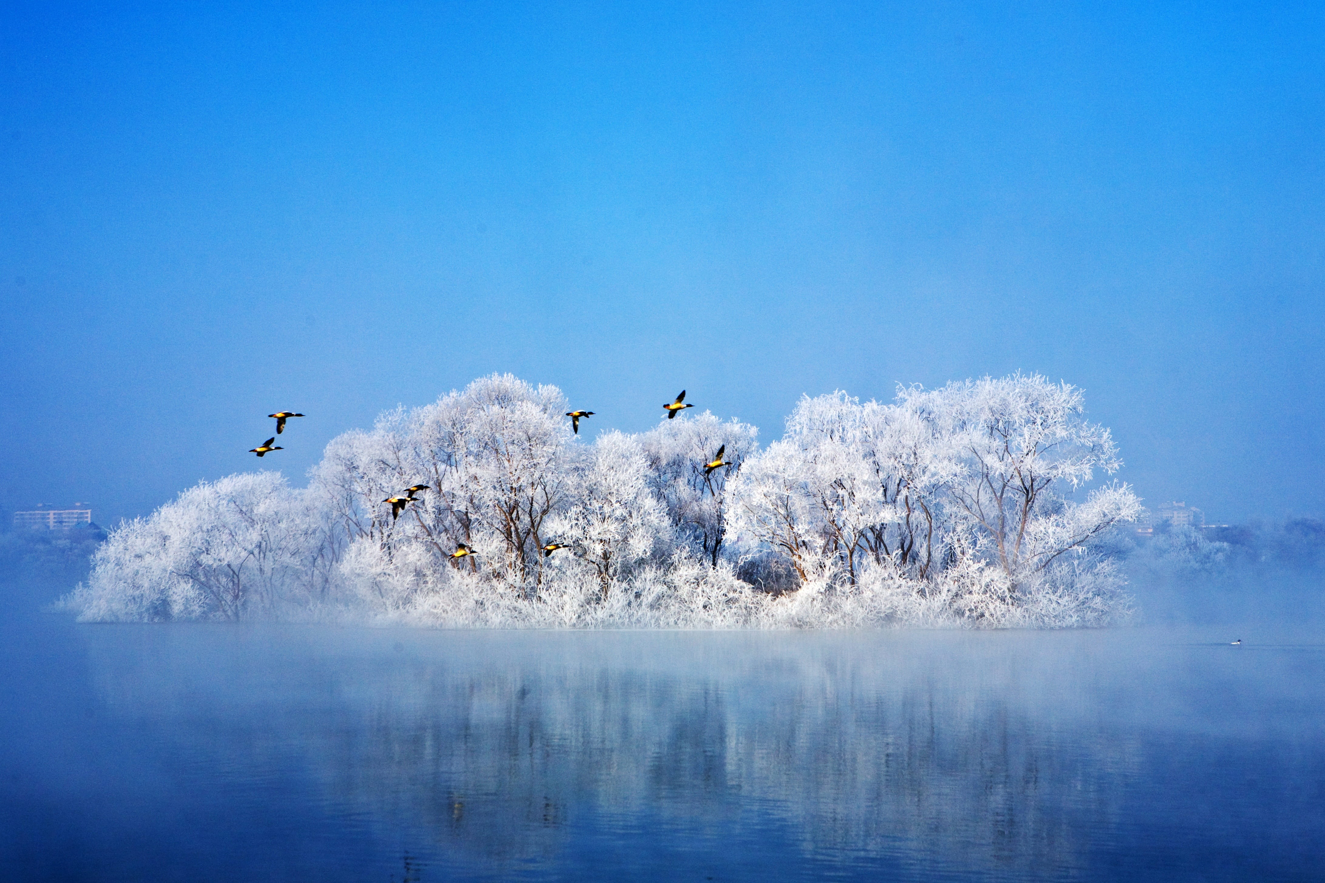outdoors, artistic, waterfront, lake landscape, by the river, animal wildlife, bird, animals in the wild, day, towards, cold temperature, animal themes, HD Wallpaper