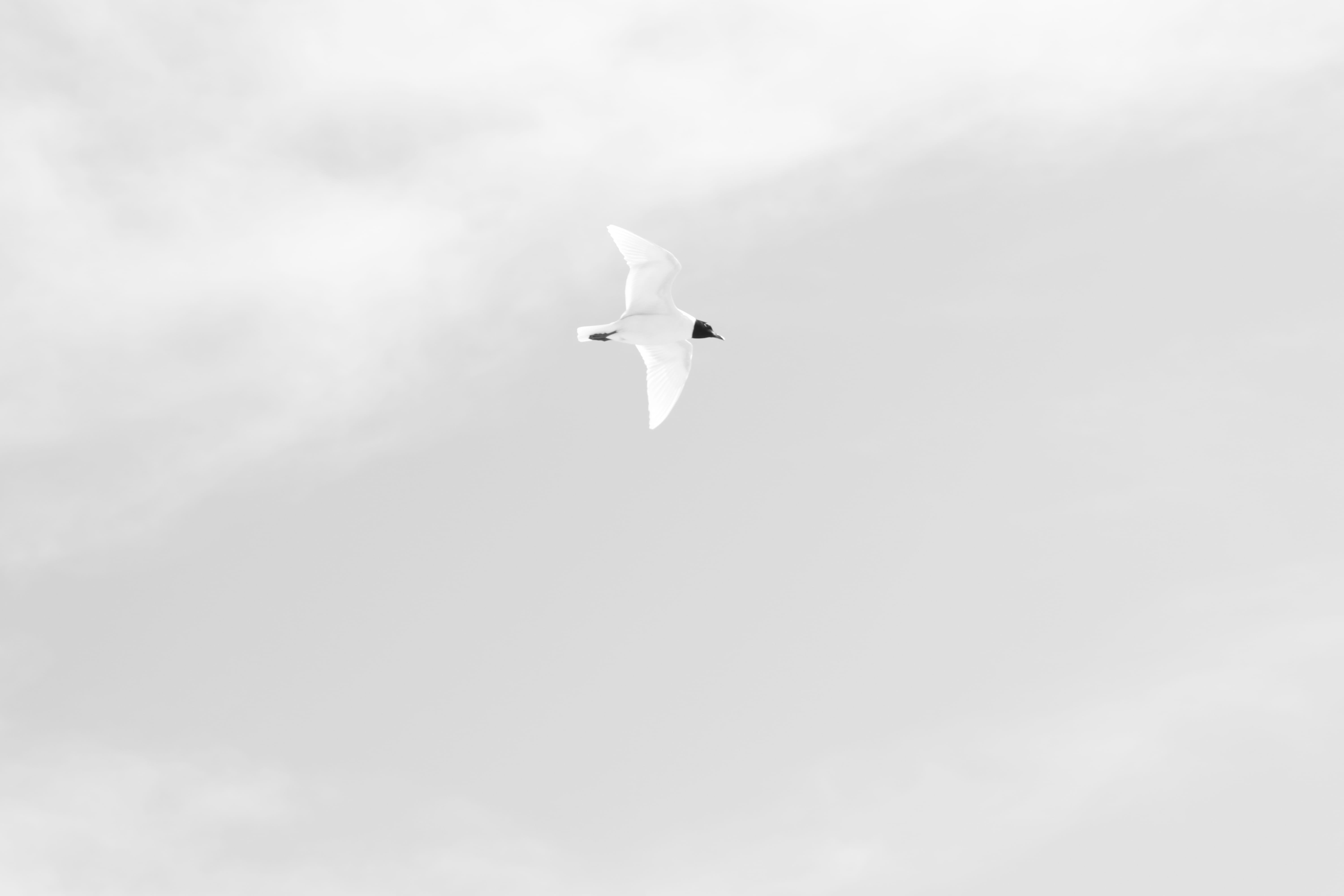 kite bird, blossom, outdoors, vertebrate, waterfowl, animal themes, egret, flight, spread wings, animal wildlife, ardeidae, motion, beak, anthus, rose, HD Wallpaper
