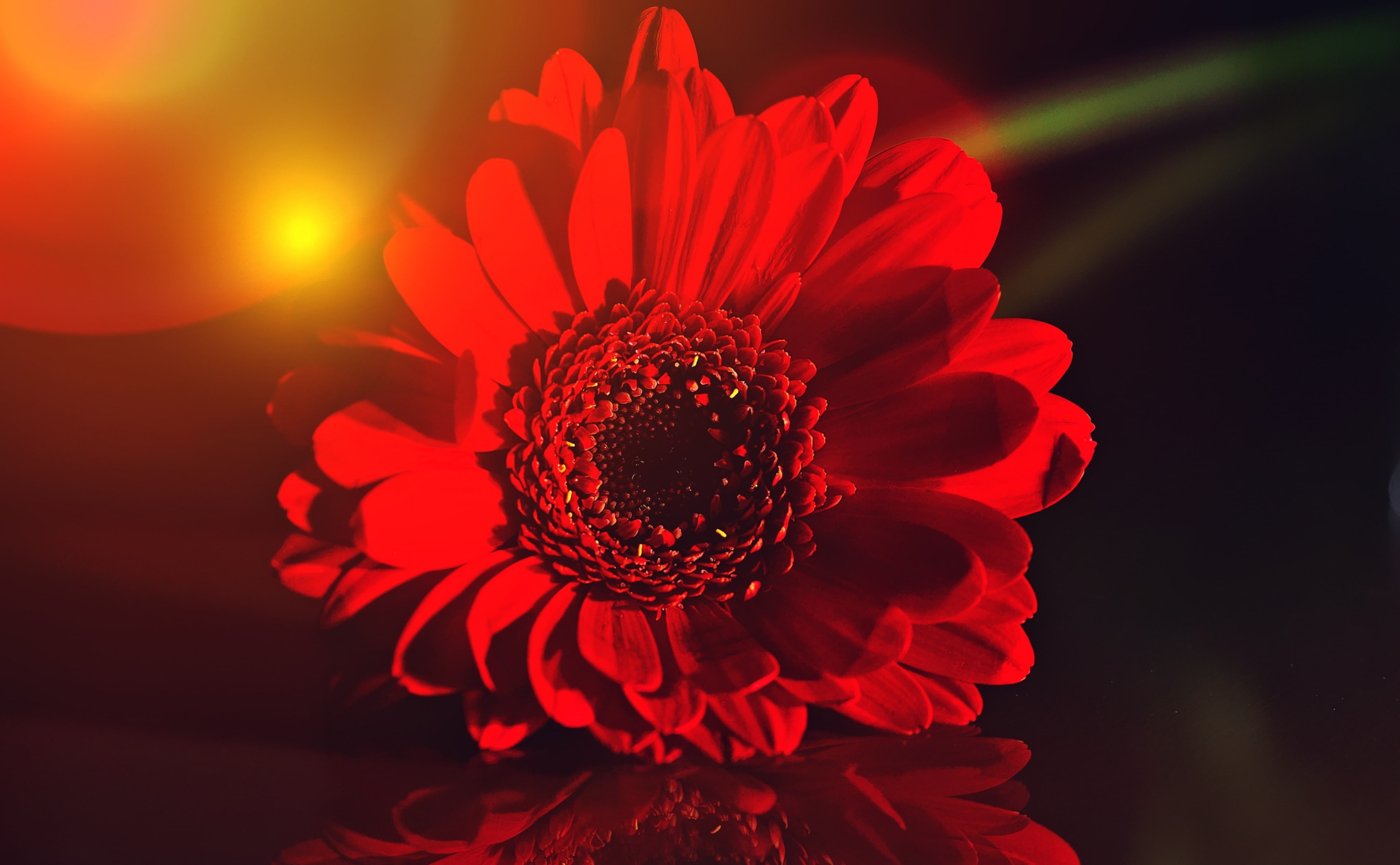 Light, growth, Bloom, bouquet, gardening, beauty in nature, 4K, Painting, dark, vulnerability, gerbera daisy, inflorescence, Black, fragility, petal, nature, HD Wallpaper