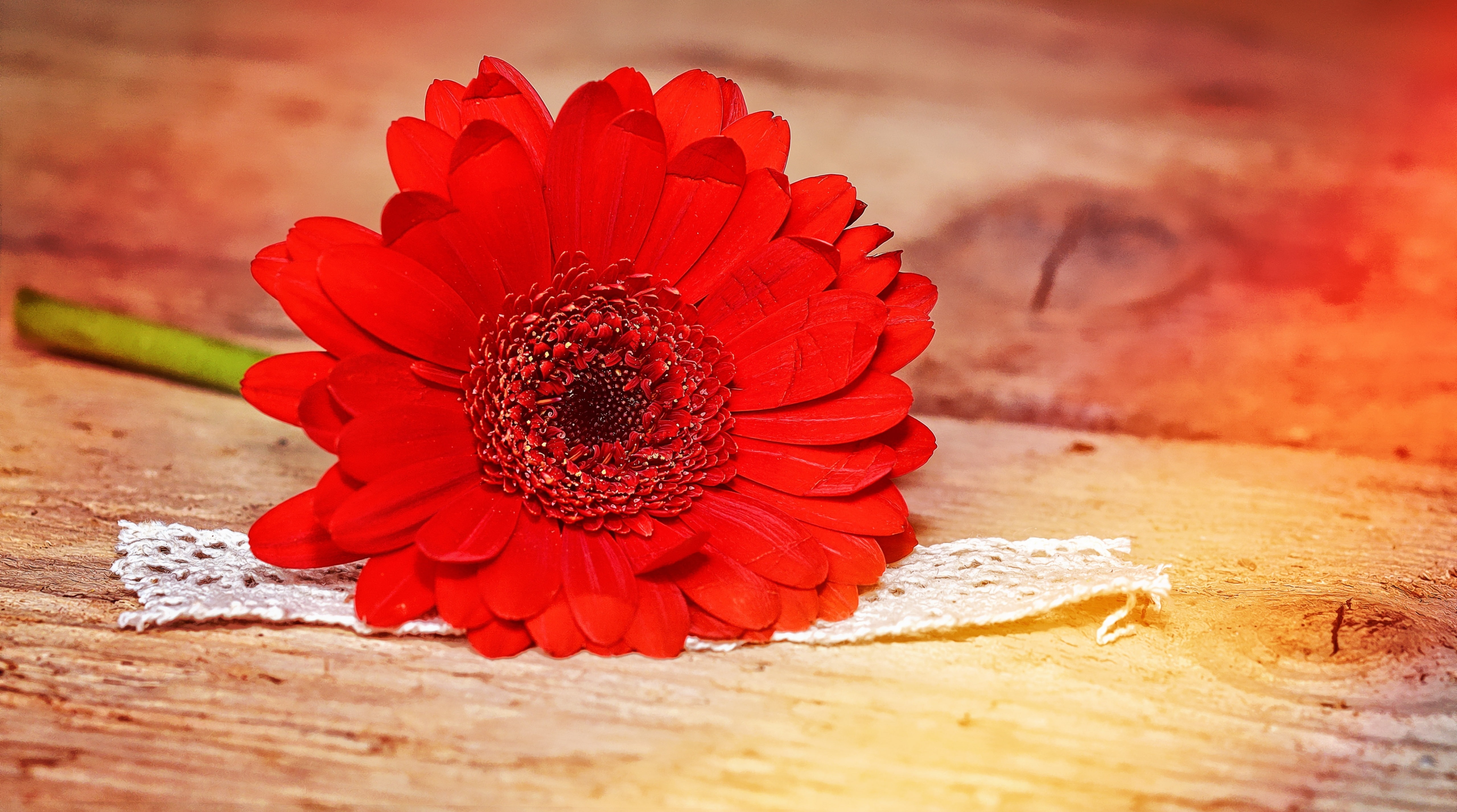 pollen, close-up, Light, outdoors, fragility, flower head, nature, inflorescence, Painting, petal, daisy, focus on foreground, no people, wood - material, HD Wallpaper