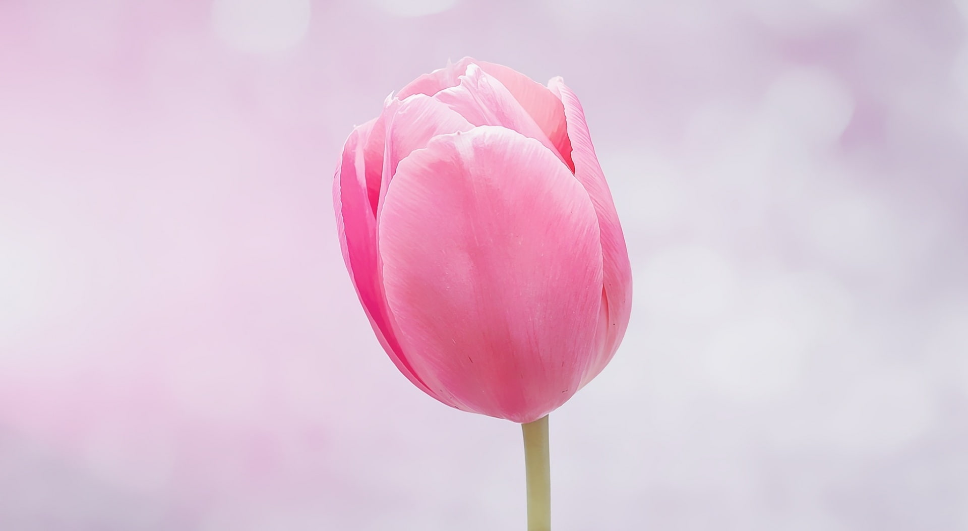 inflorescence, Bloom, 1080P, springtime, flowering plant, gardening, plant stem, focus on foreground, Pastel, softness, digitalpainting, no people, Cute, HD Wallpaper