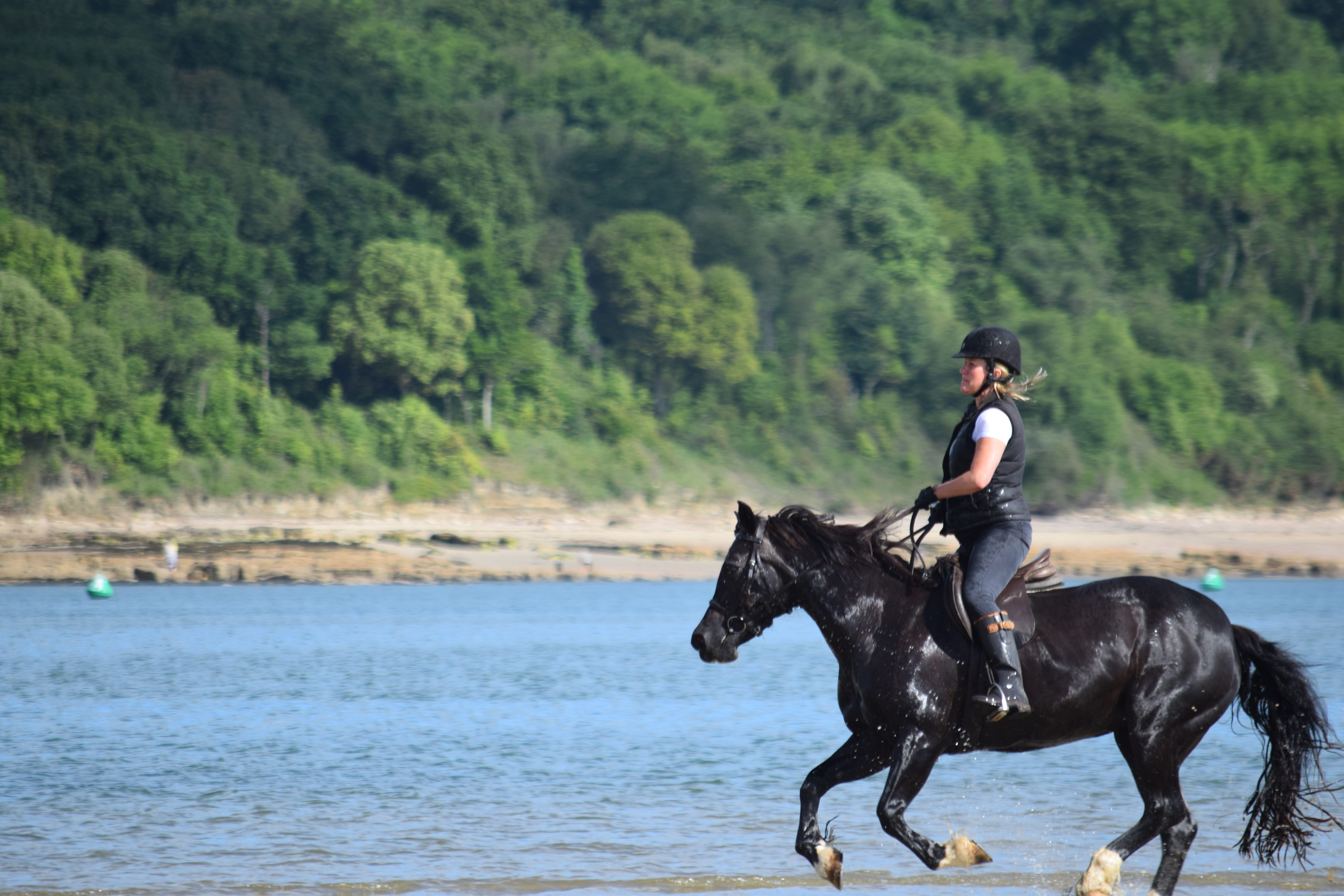 Horseriding, pets, Beach, travel, danger, nature, summer, Sea, animal wildlife, vacation, land, vertebrate, domestic animals, mammal, Rider, forest, animal themes, HD Wallpaper